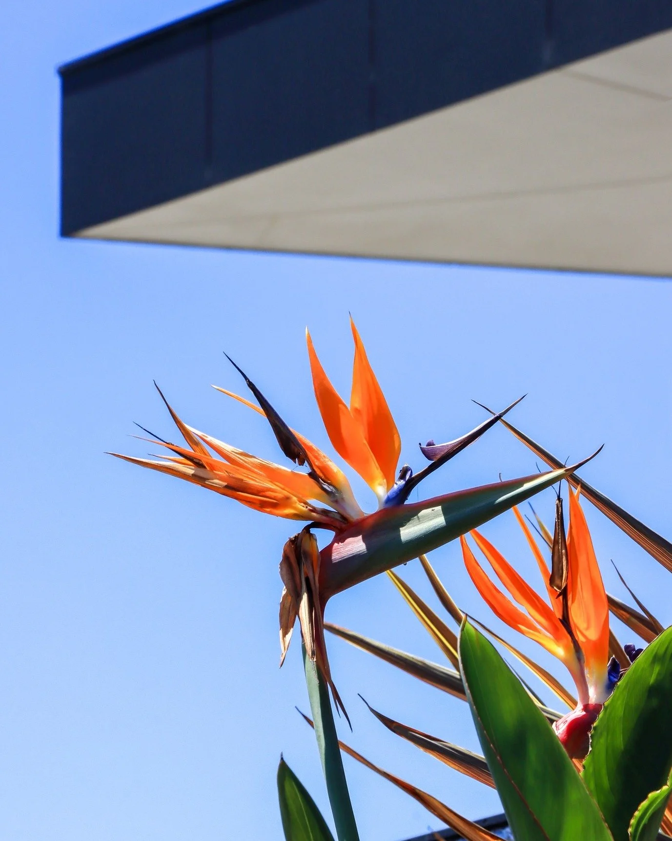 A touch of orange in honour of Harmony Day. 🧡 Today, we embrace the message that Everyone Belongs, on the course, in our clubhouse, and beyond.

Let&rsquo;s continue to celebrate inclusion, respect, and the vibrant community we&rsquo;re lucky to be 