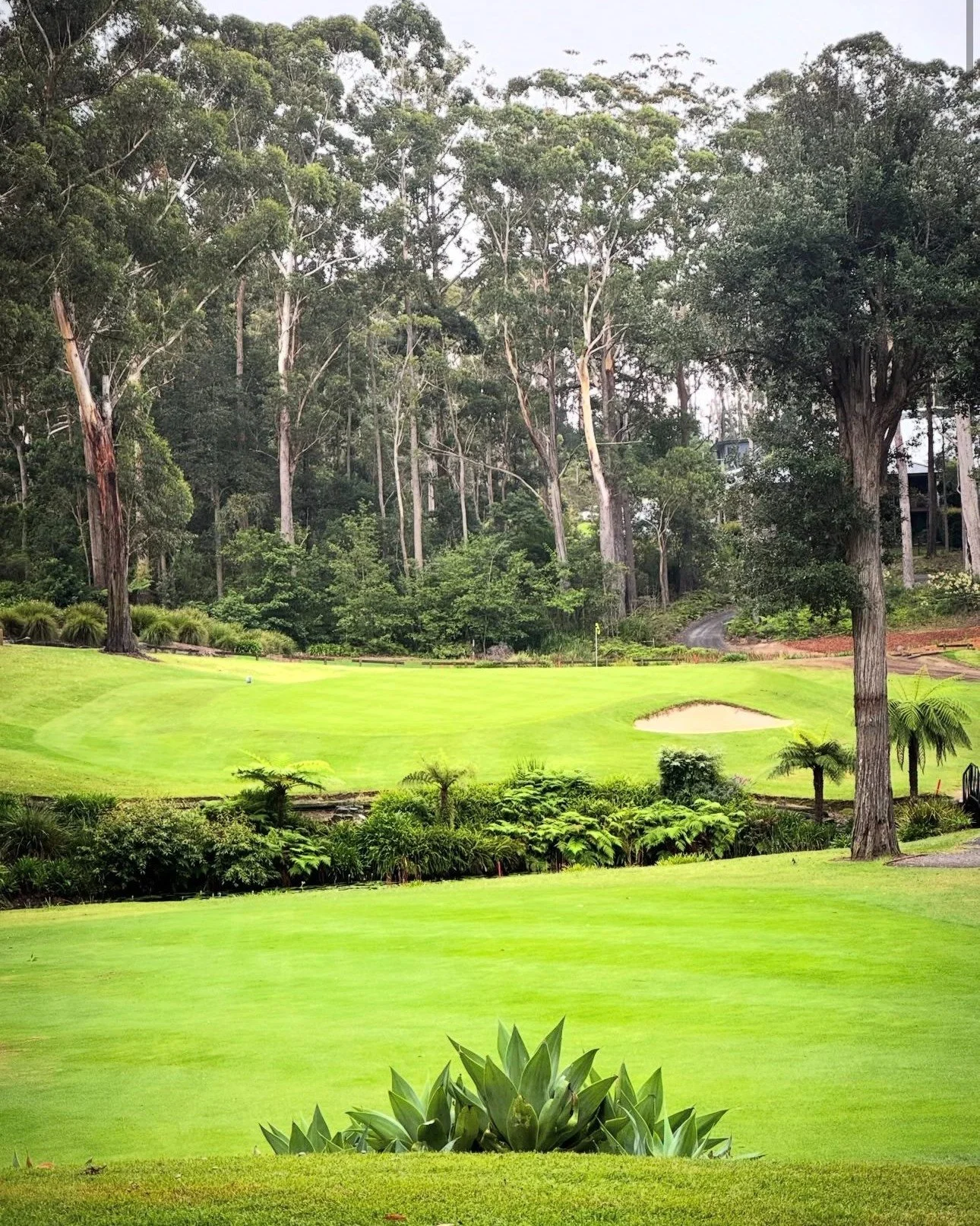 Tee it up where nature steals the show... Towering gums, rolling fairways and pure South Coast serenity. Hilltop's looking lush! 💚 ⛳️

📷: @golf_with_tania_ 
.
.
#mollymookgolfclub #hilltop #golfcourse #serenity #mollymook #shoalhaven #shoalhavengol
