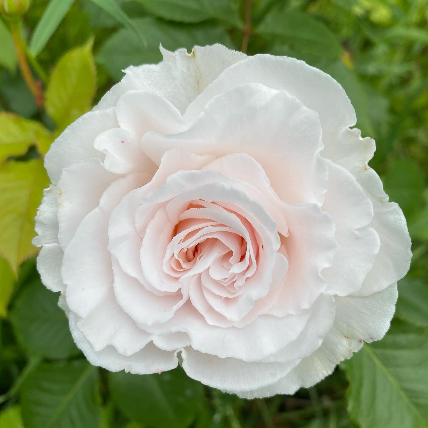 This beautiful highly scented rose Margaret Merril blooming in the poly tunnel, helping to brighten up these blustery wet days. #scent #weddingflowers #grownnotflown #flowerfarmerflorist #seasonalirishcutflowers