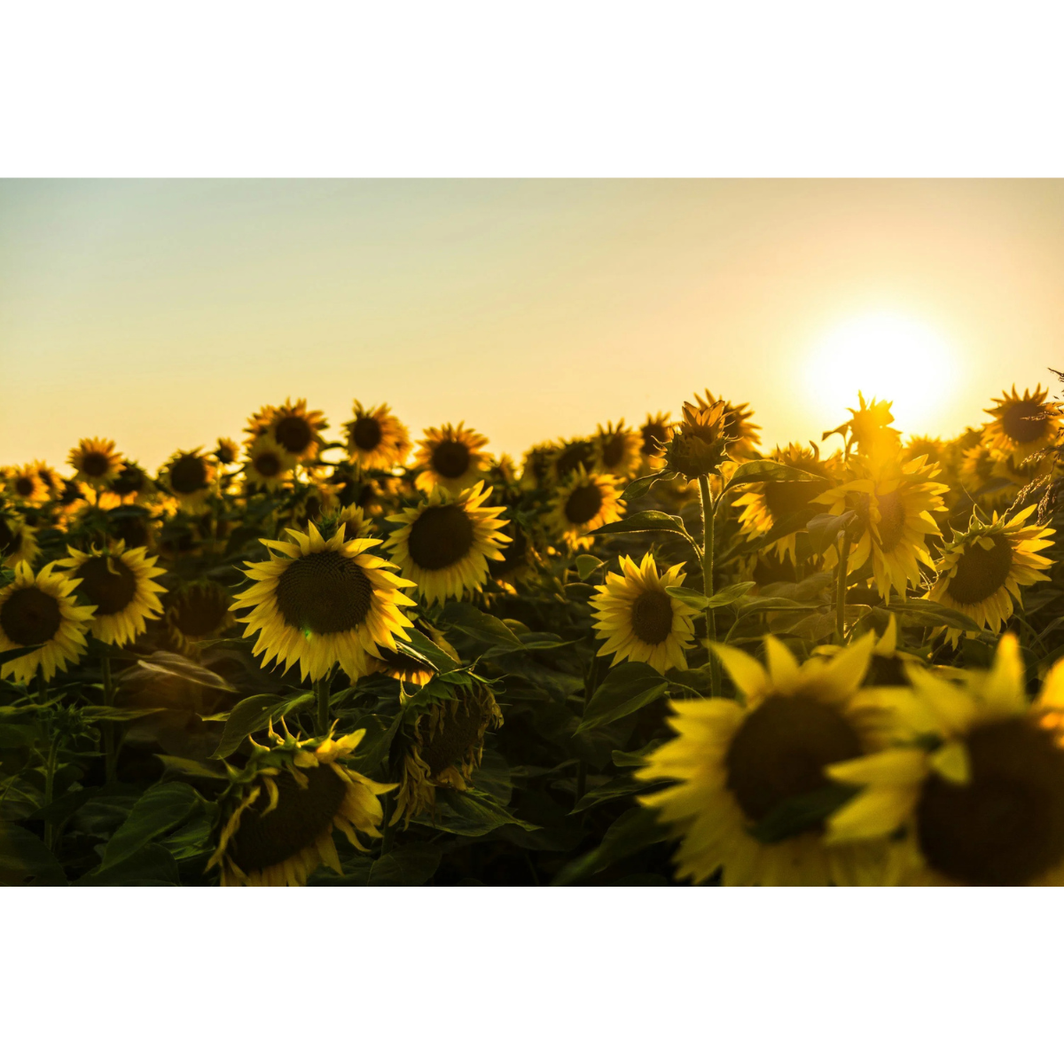 Healthy Workforce, Healthy Business.