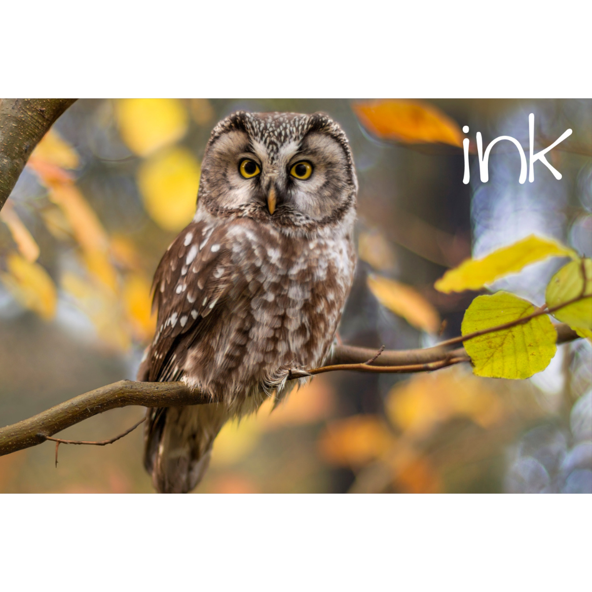 Revolutions &amp; Resolutions