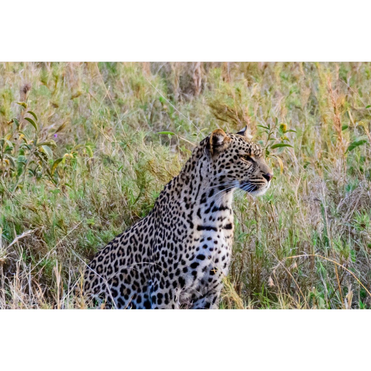 Where Has All the Talent Gone?