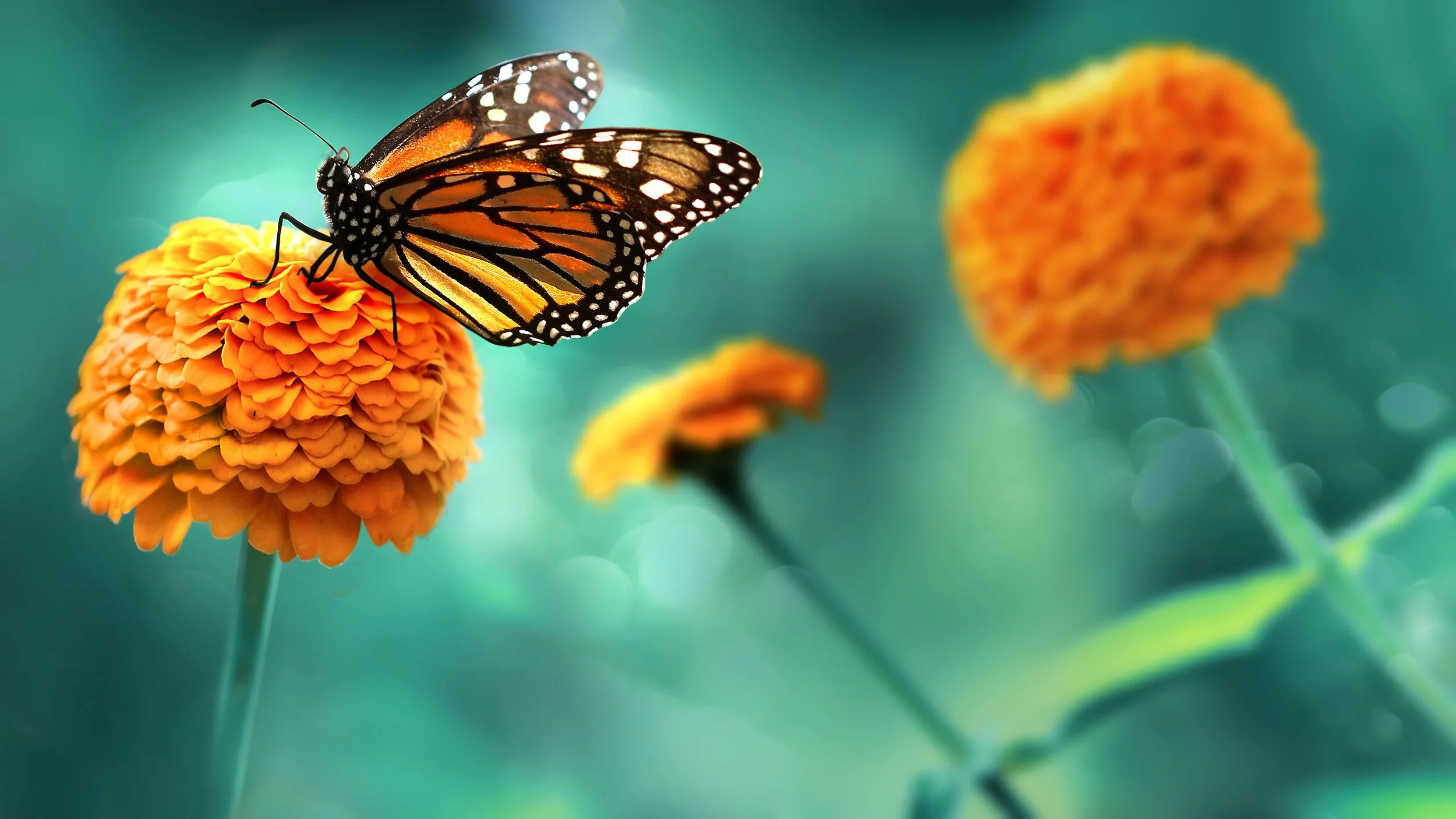 Butterfly - Growth