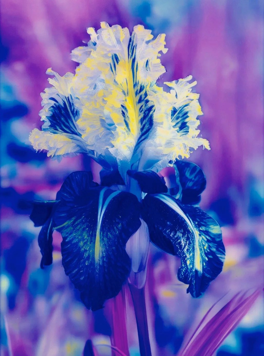 American artist Lisa Oppenheim (b. 1975, New York) revisits &lsquo;Monsieur Steichen&rsquo;, an iris variety created in 1910 by botanist Fernand Denis to celebrate Edward Steichen&rsquo;s passion for flowers. Combining dye transfer &ndash; a techniqu