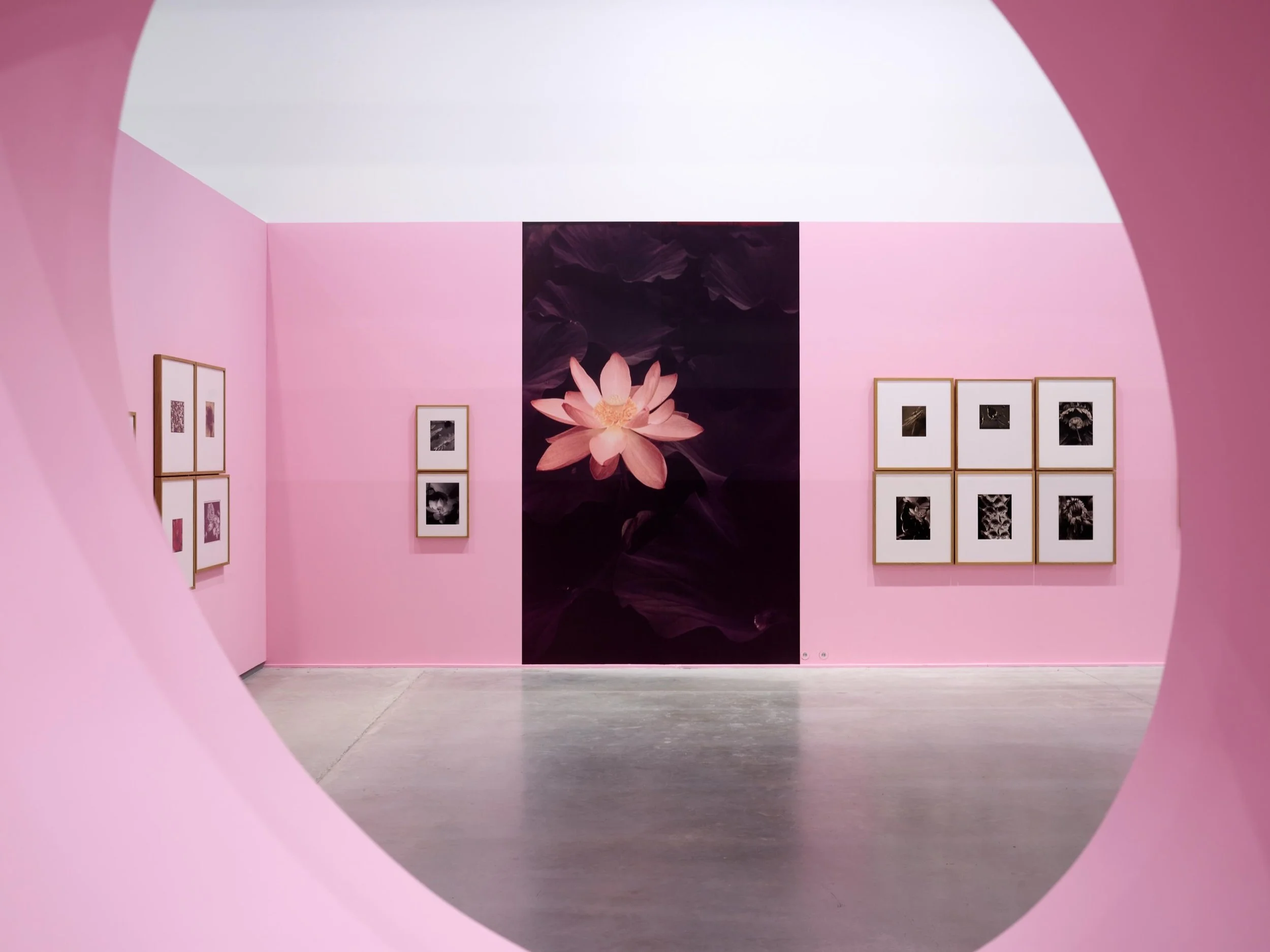 Vues de l&rsquo;exposition &laquo; La nature d&rsquo;Edward Steichen &raquo; &agrave; La M&eacute;canique G&eacute;n&eacute;rale &agrave; LUMA dans le cadre des Rencontres d&rsquo;Arles 2026. 

&mdash; 

La nature d&rsquo;Edward Steichen 
6 juillet &