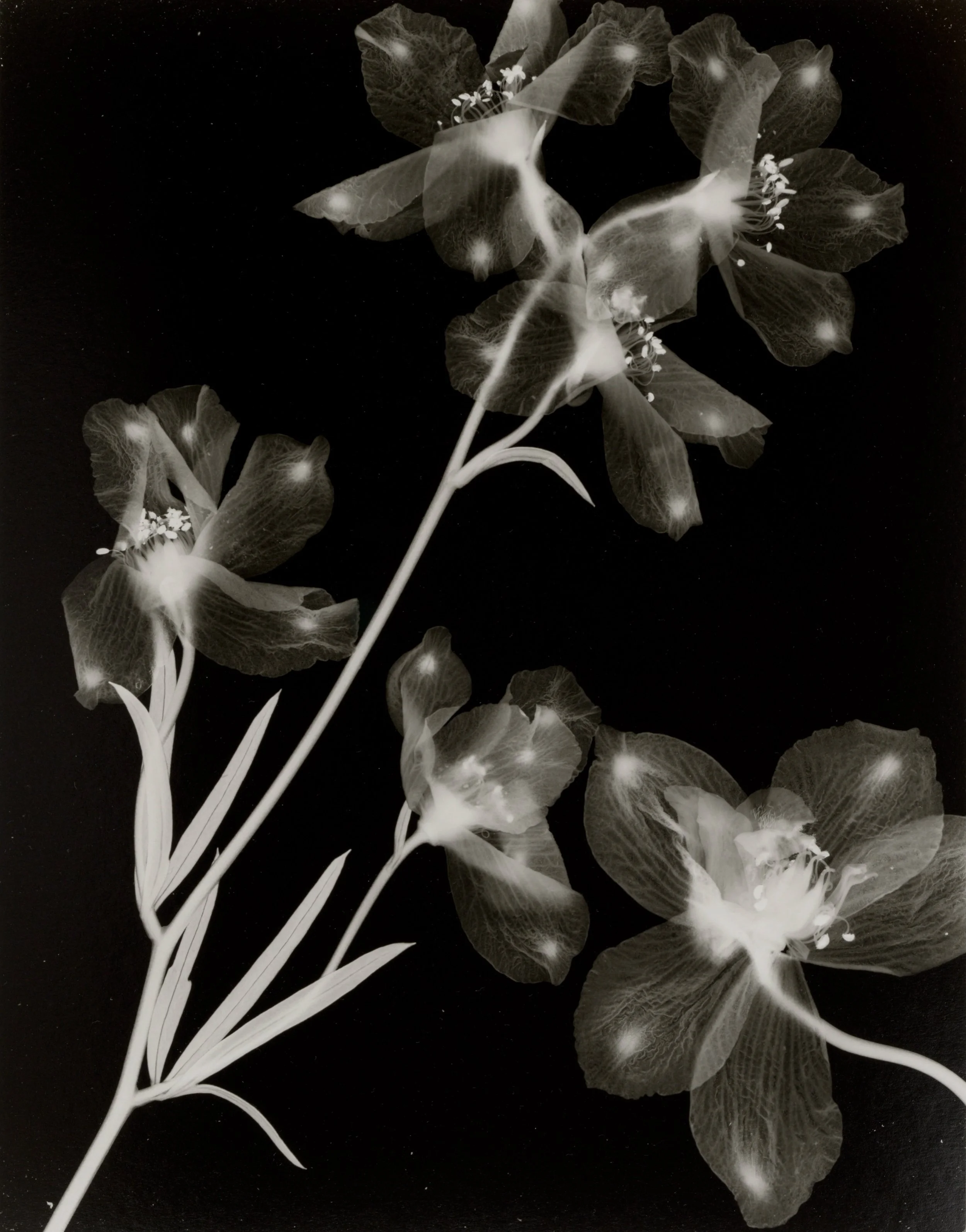 Step into the poetic and experimental work of Lisa Oppenheim ✨

There are only 12 days left to (re)discover the exhibition Lisa Oppenheim - Monsieur Steichen. Through her innovative approach to the photographic medium, textiles, and the natural world