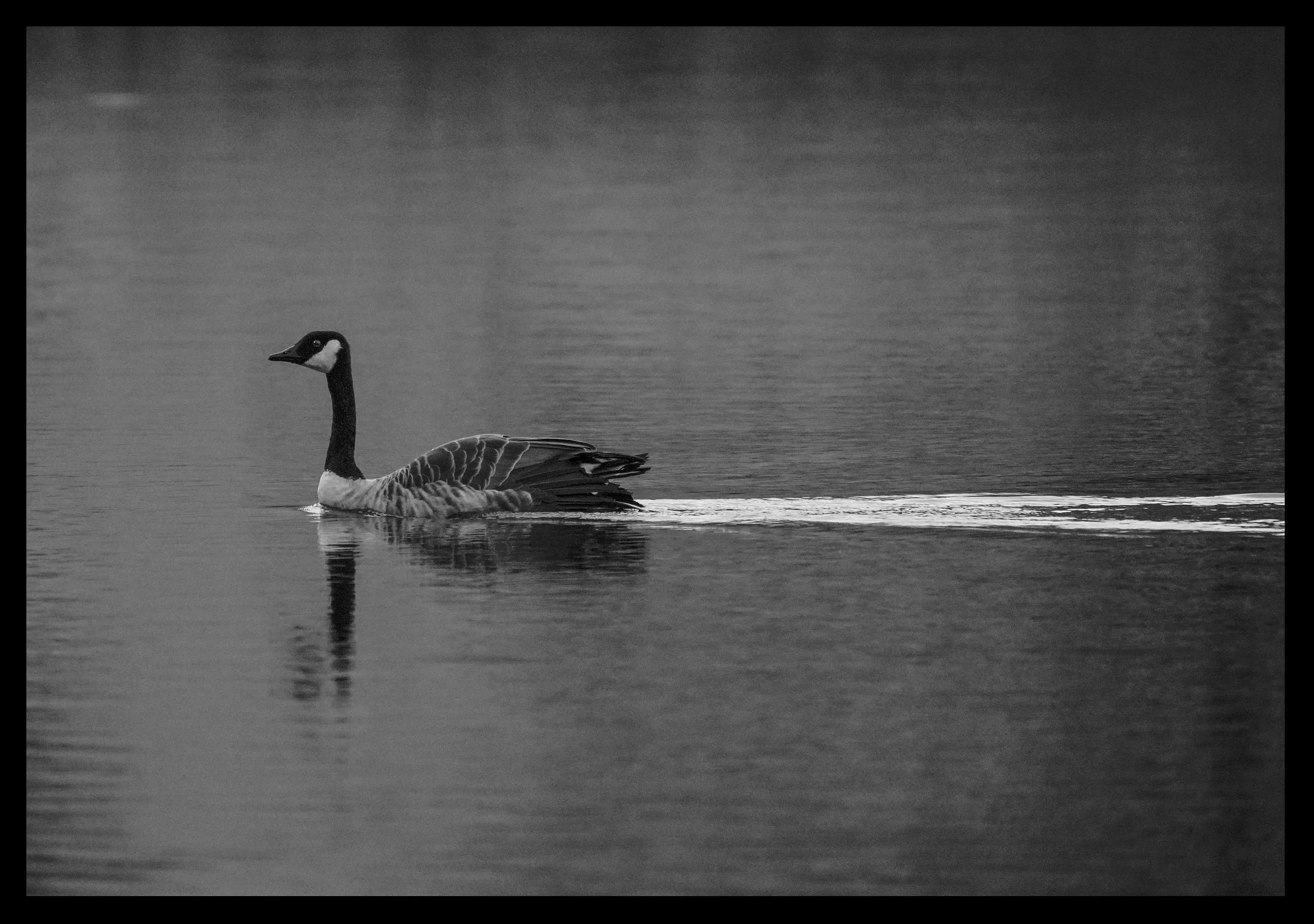 Canada Goose
Location: Lake Poaka, New Zealand