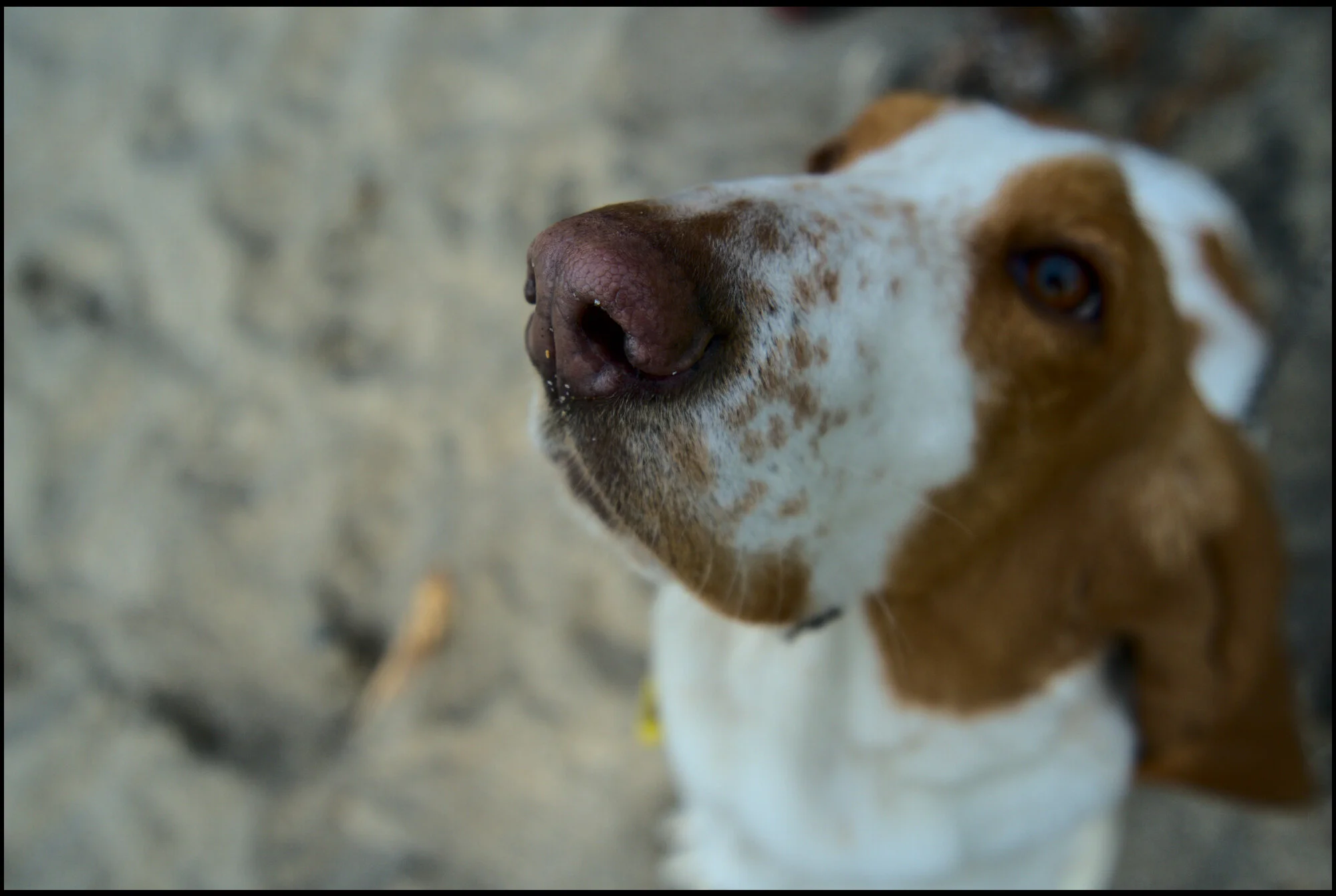 Cheeky Bassethound
Abagale