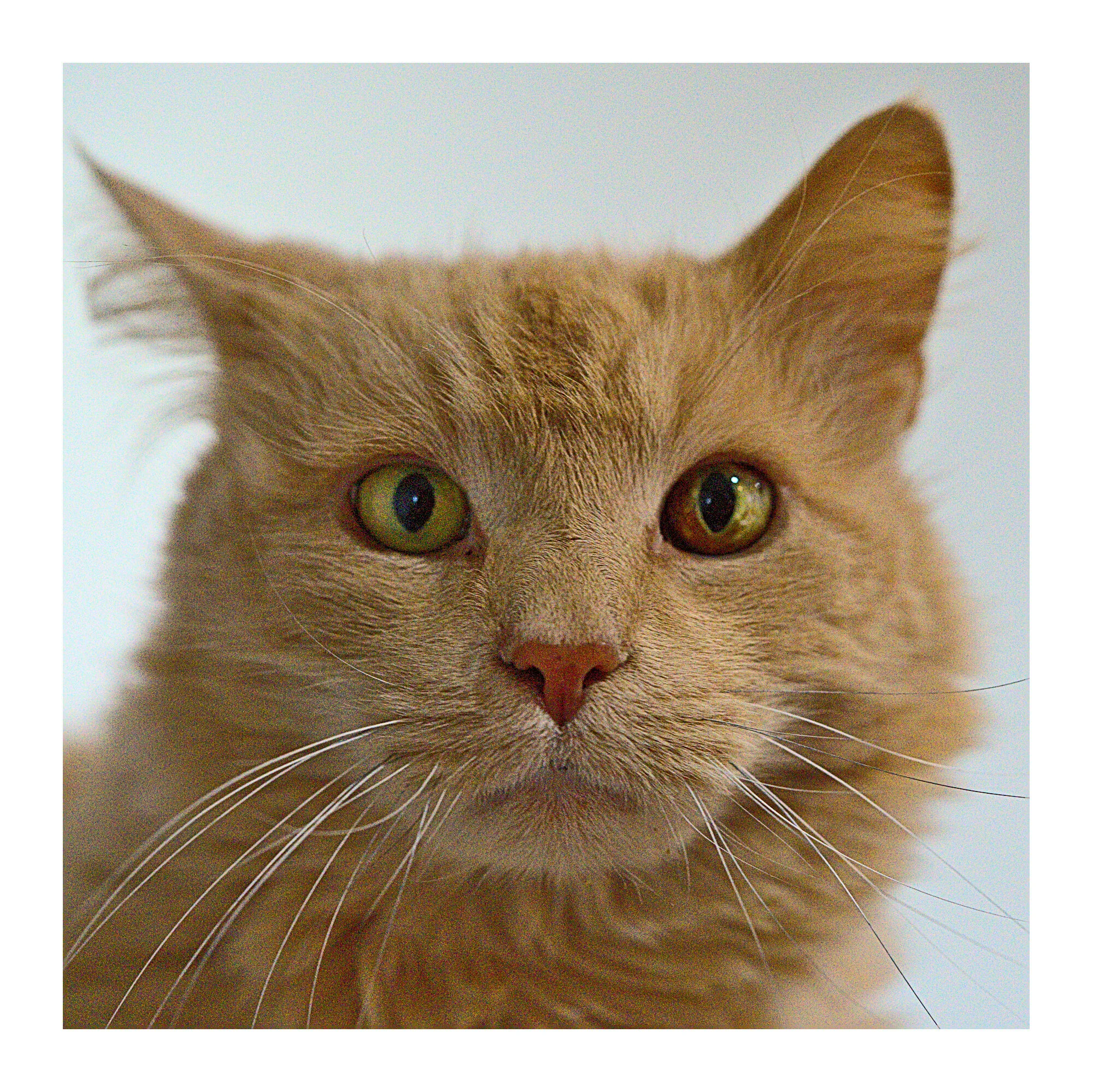 Stoner Cat
Sir Marley