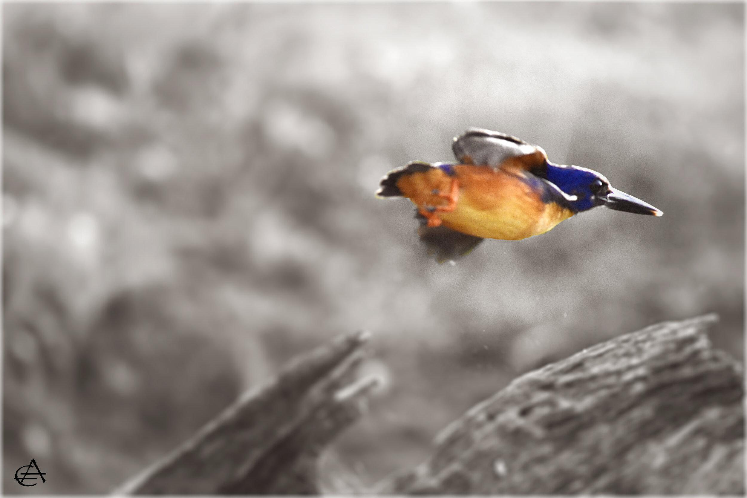 Kingfisher
Location: Lake Timaroo, FNQ, Australia