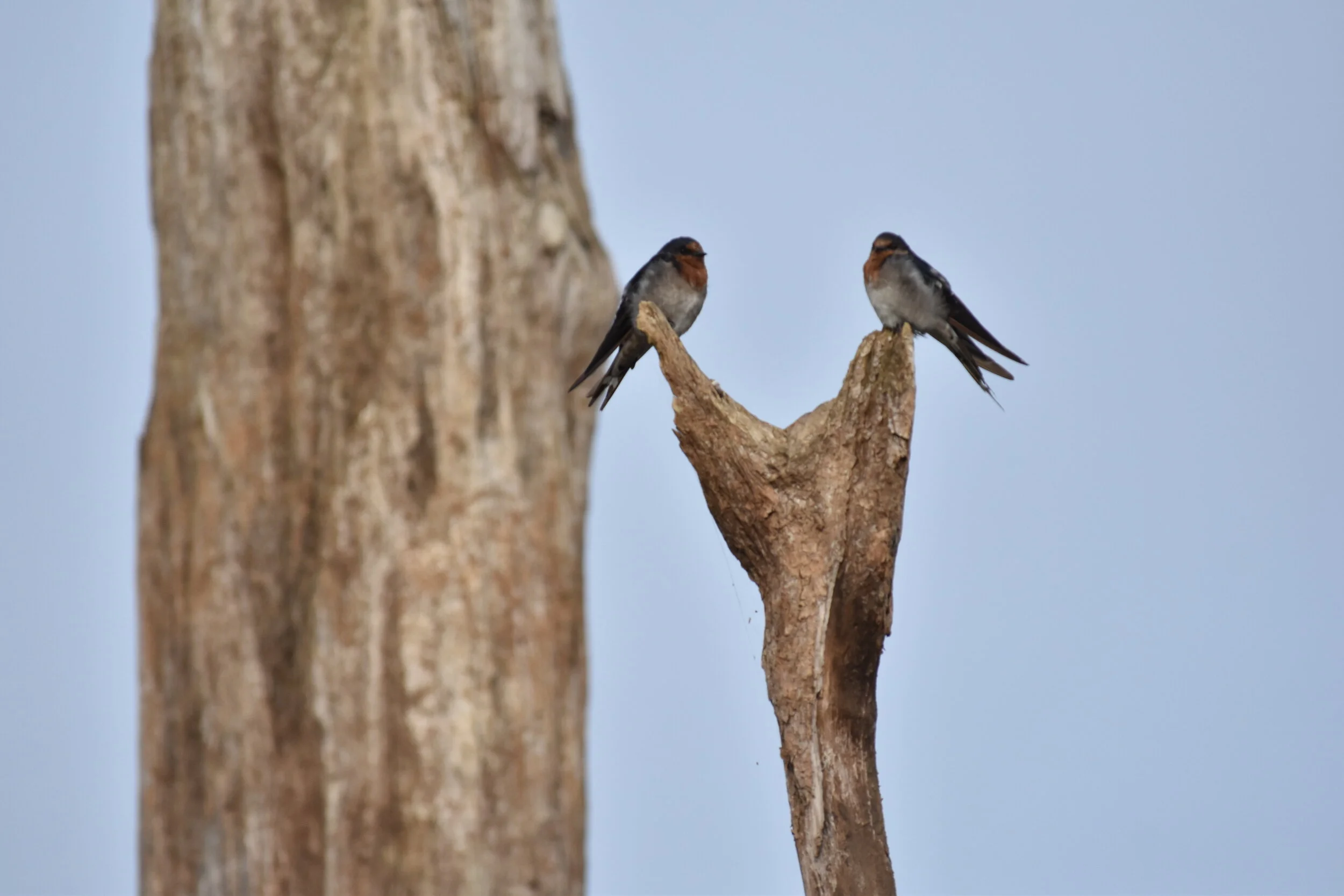 Swallow
Location: Lake Timaroo, FNQ, Australia