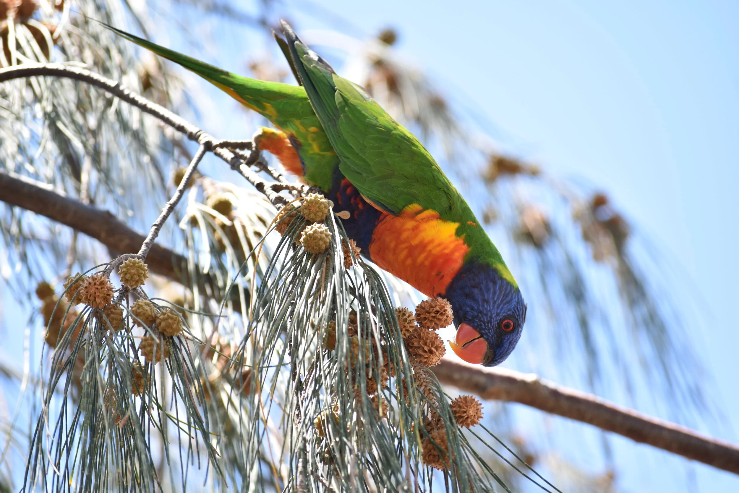 Lorikeet 
Location: Magnetic Island, FNQ, Australia