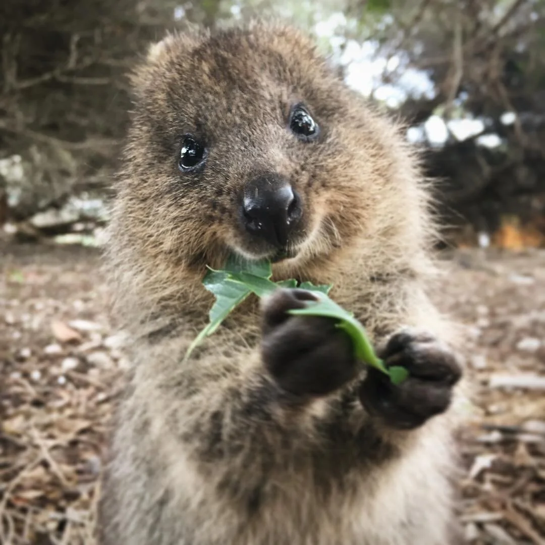 Quokka
Location: Rottnest Island, WA, Australia