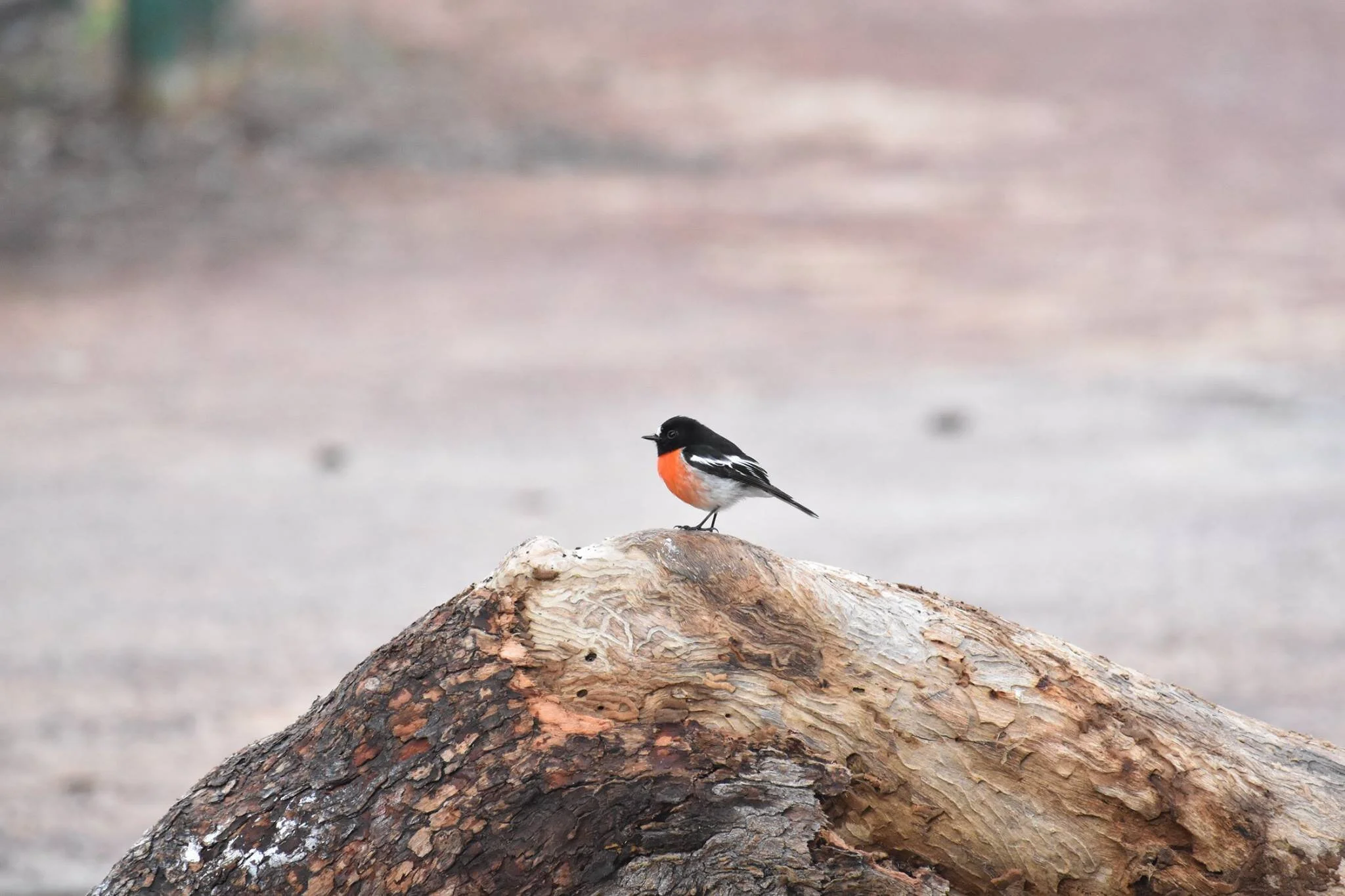 Scarlet Robin
Location: Perth, Australia