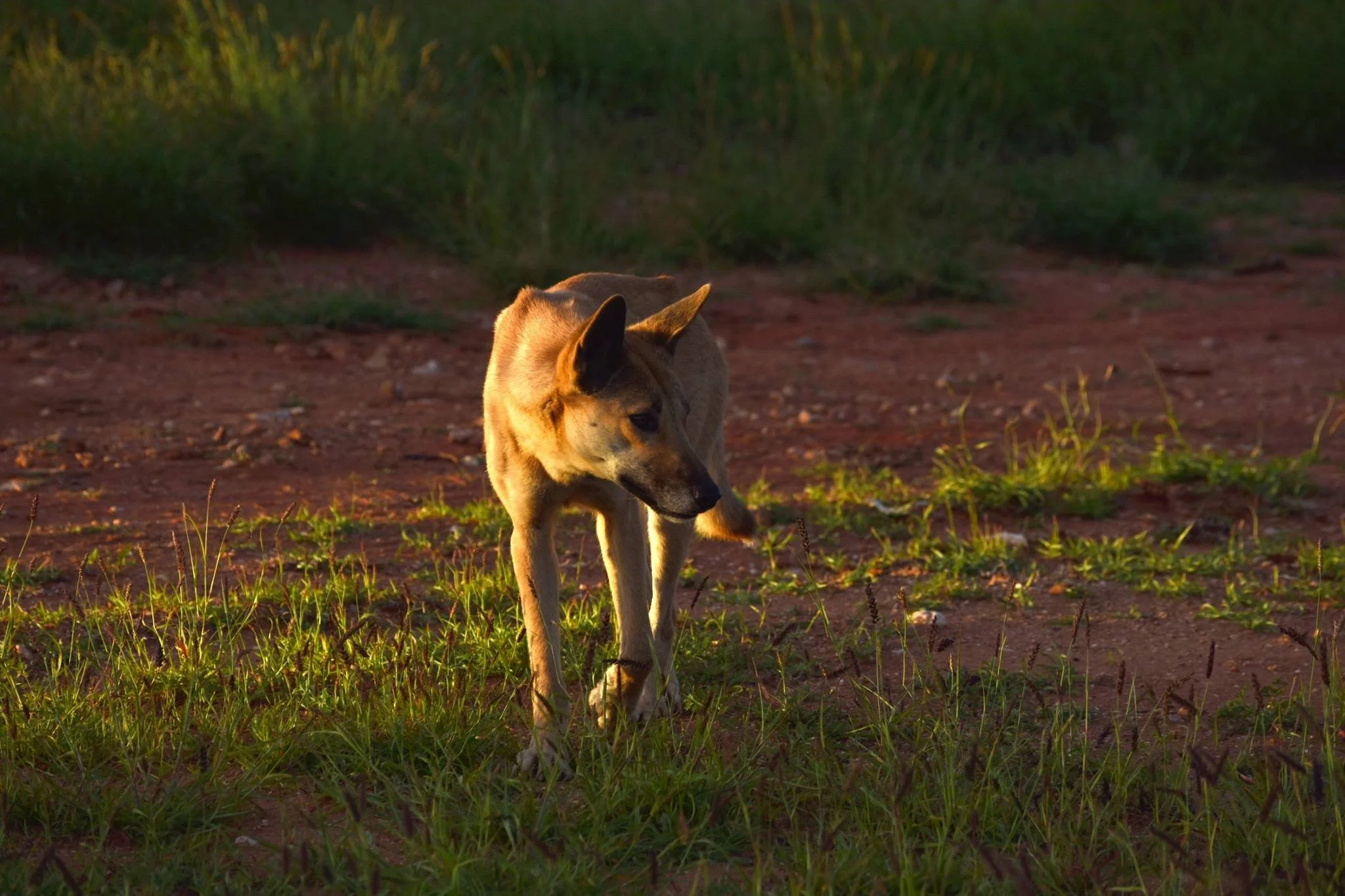 Dingo
Location: Exmouth, WA, Australia