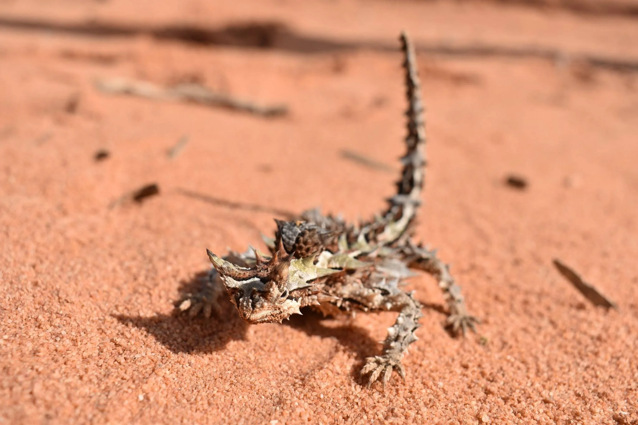 Thorny Devil
Location: Exmouth, WA, Australia