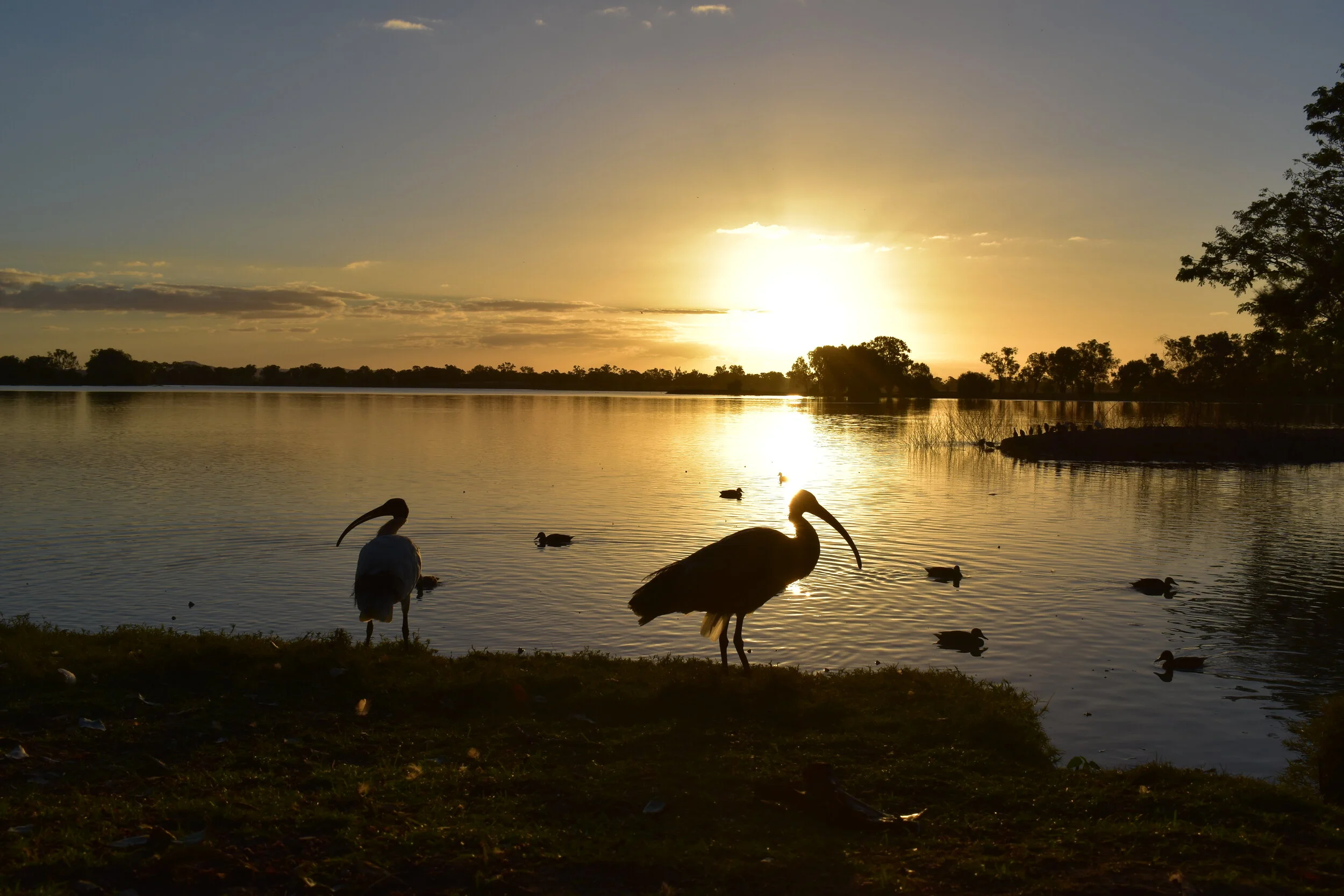 Ibis
Location: Eastern Coast, Australia
