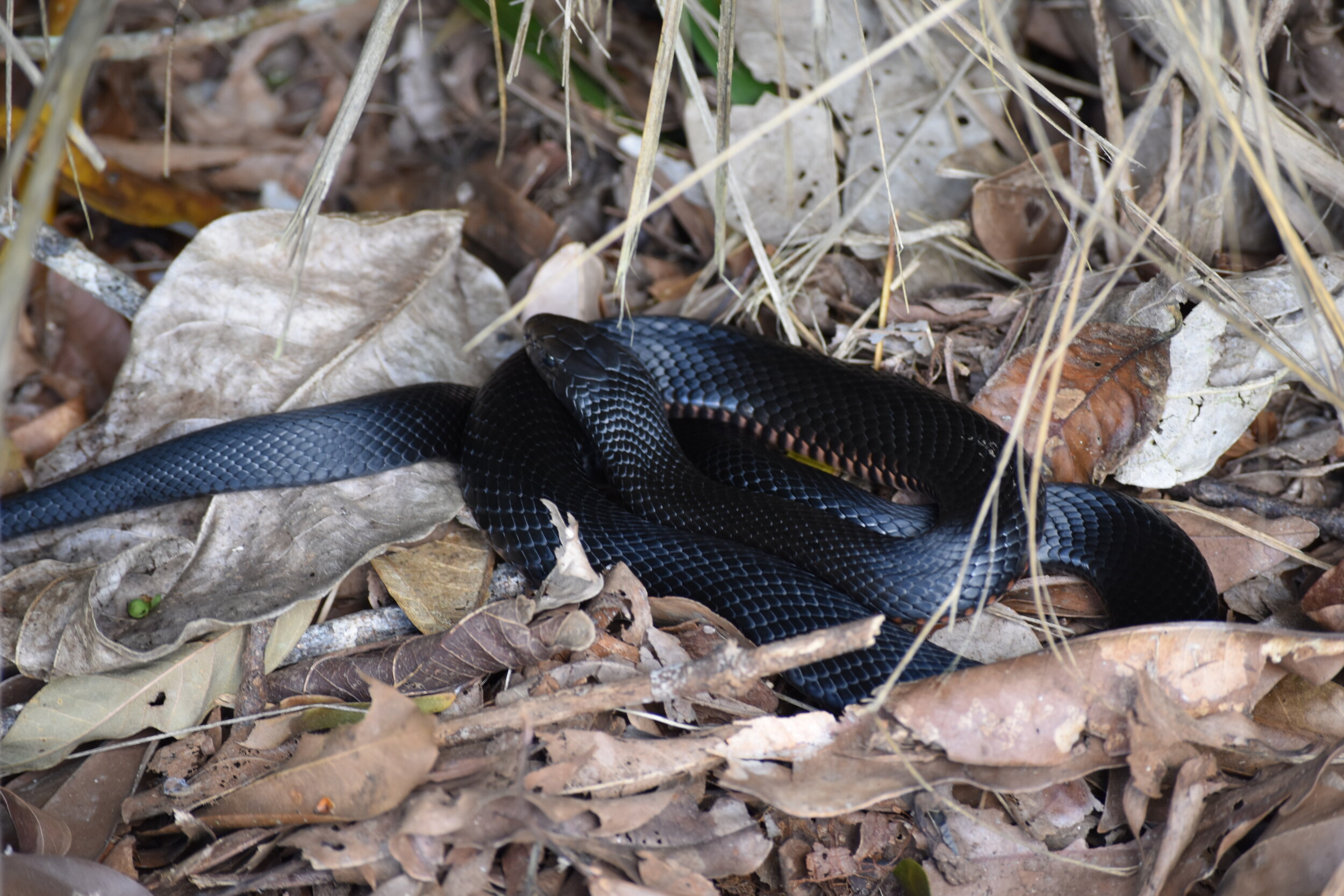 Redbelly Blacksnake
Location: Lake Barrine, FNQ, Australia