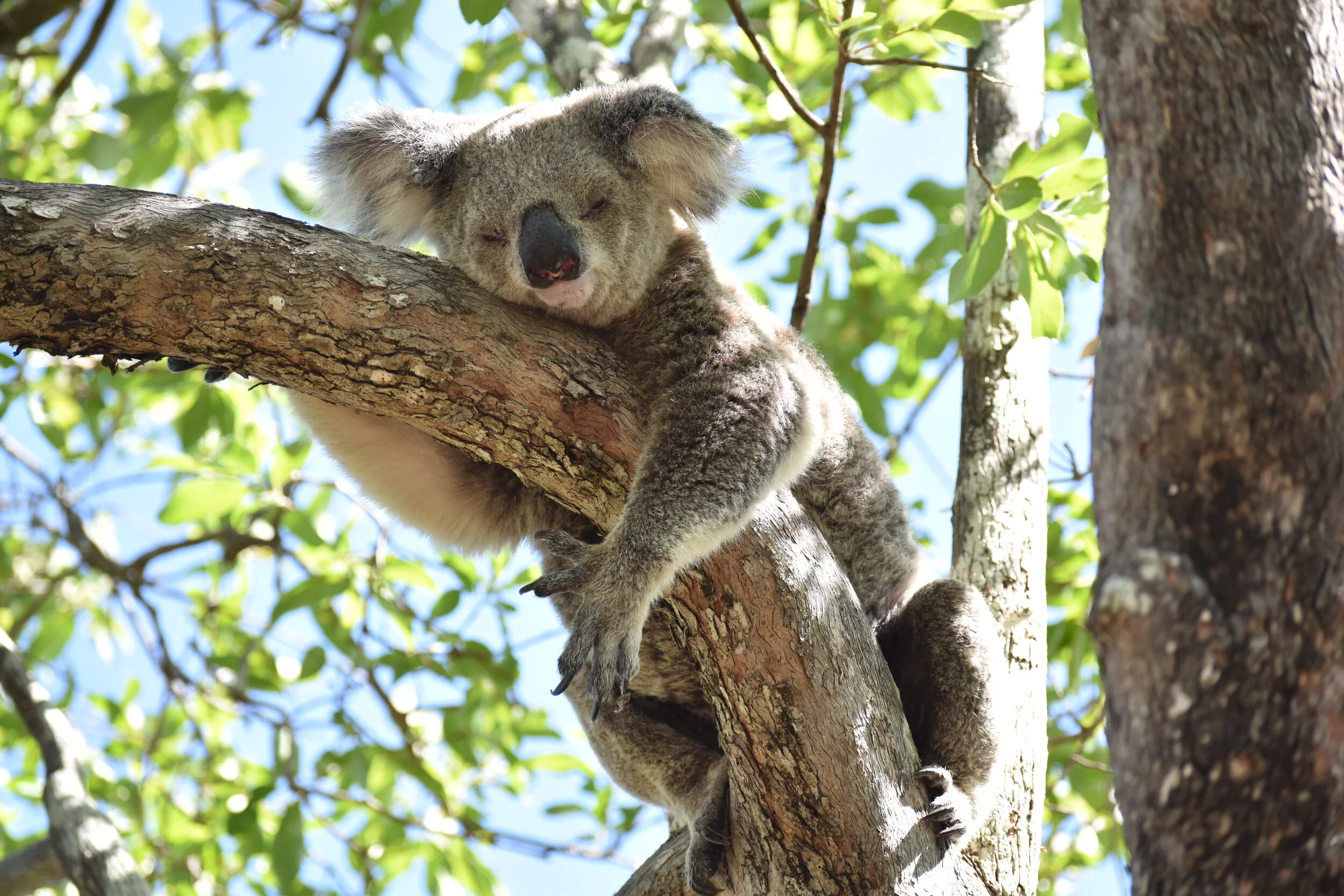 Koala
Location: Magnetic Island, FNQ, Australia