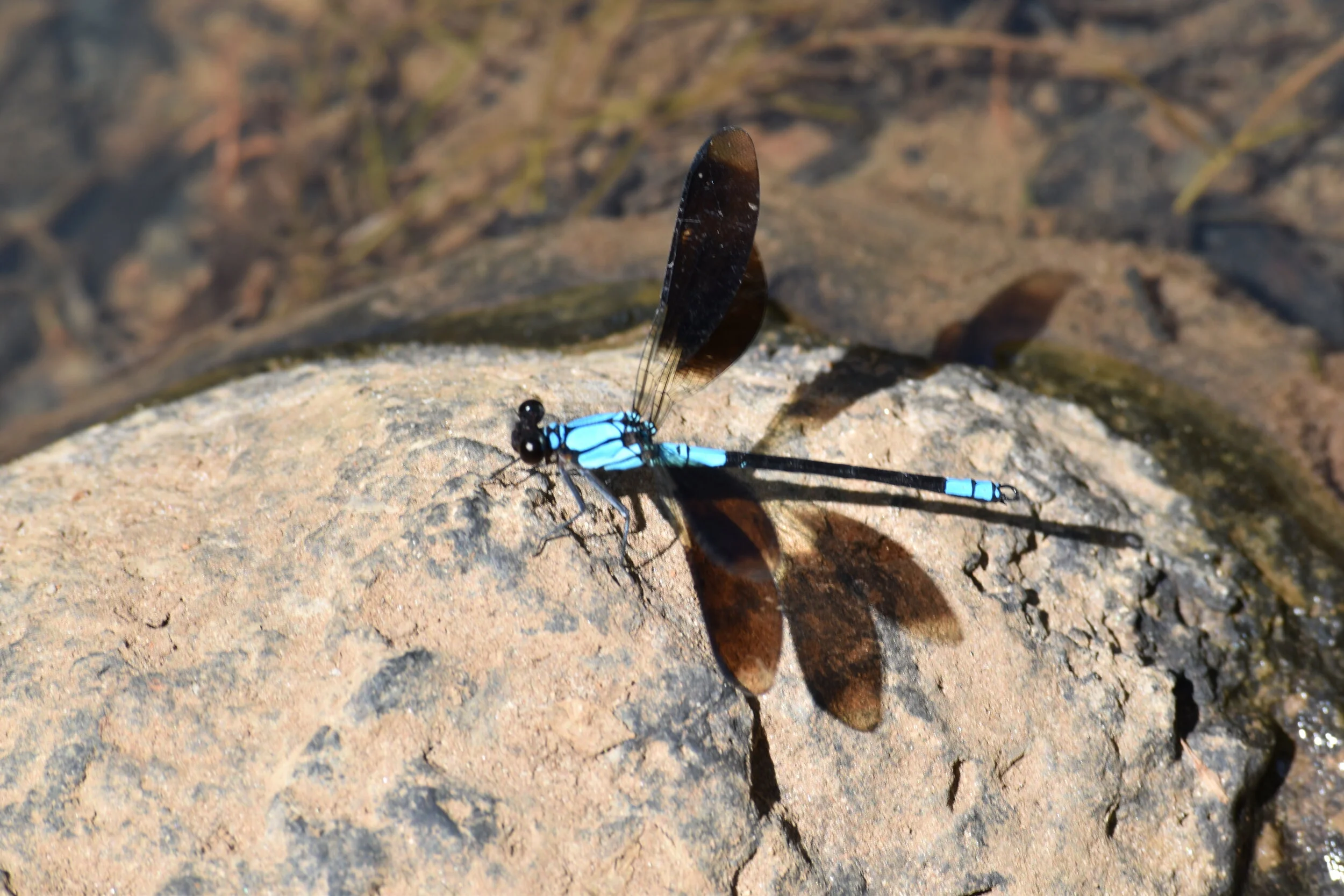 Diphlebia - Tropical Rockmaster
Location: Yungaburra, FNQ, Australia