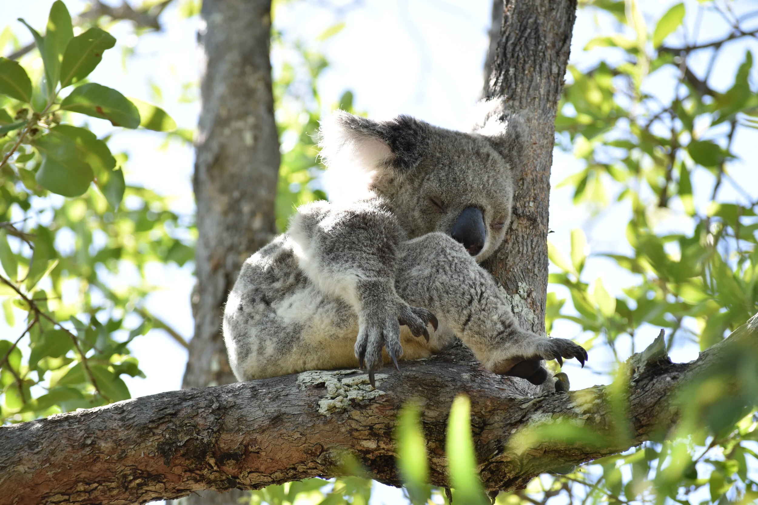 Koala
Location: Magnetic Island, FNQ, Australia