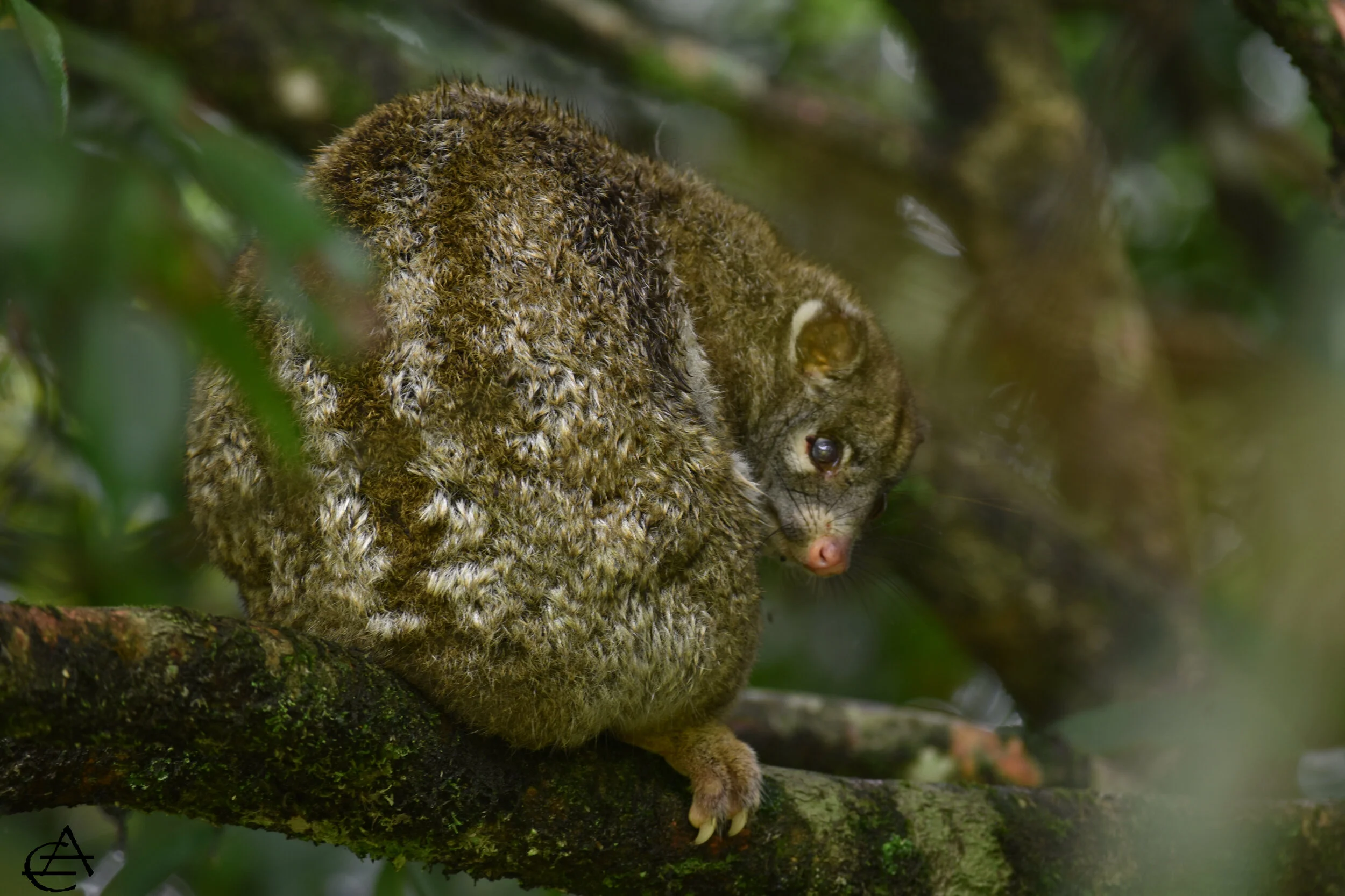 Ringtail Possum
Location: Malanda, FNQ, Australia