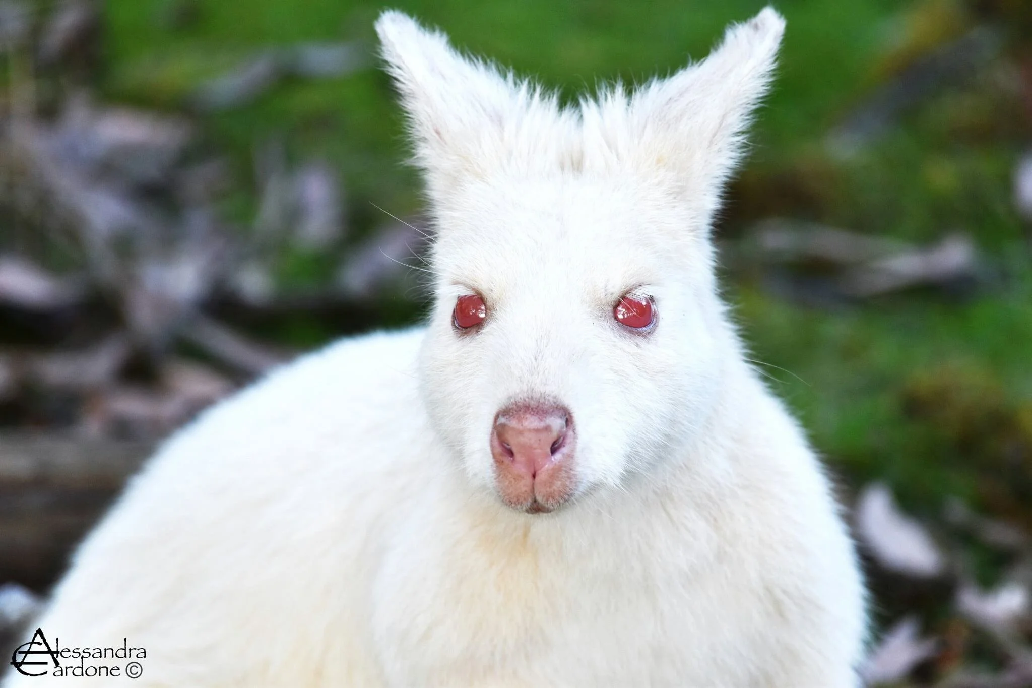 Wallaby (Albino)
Location: Burny Island, TAS, Australia