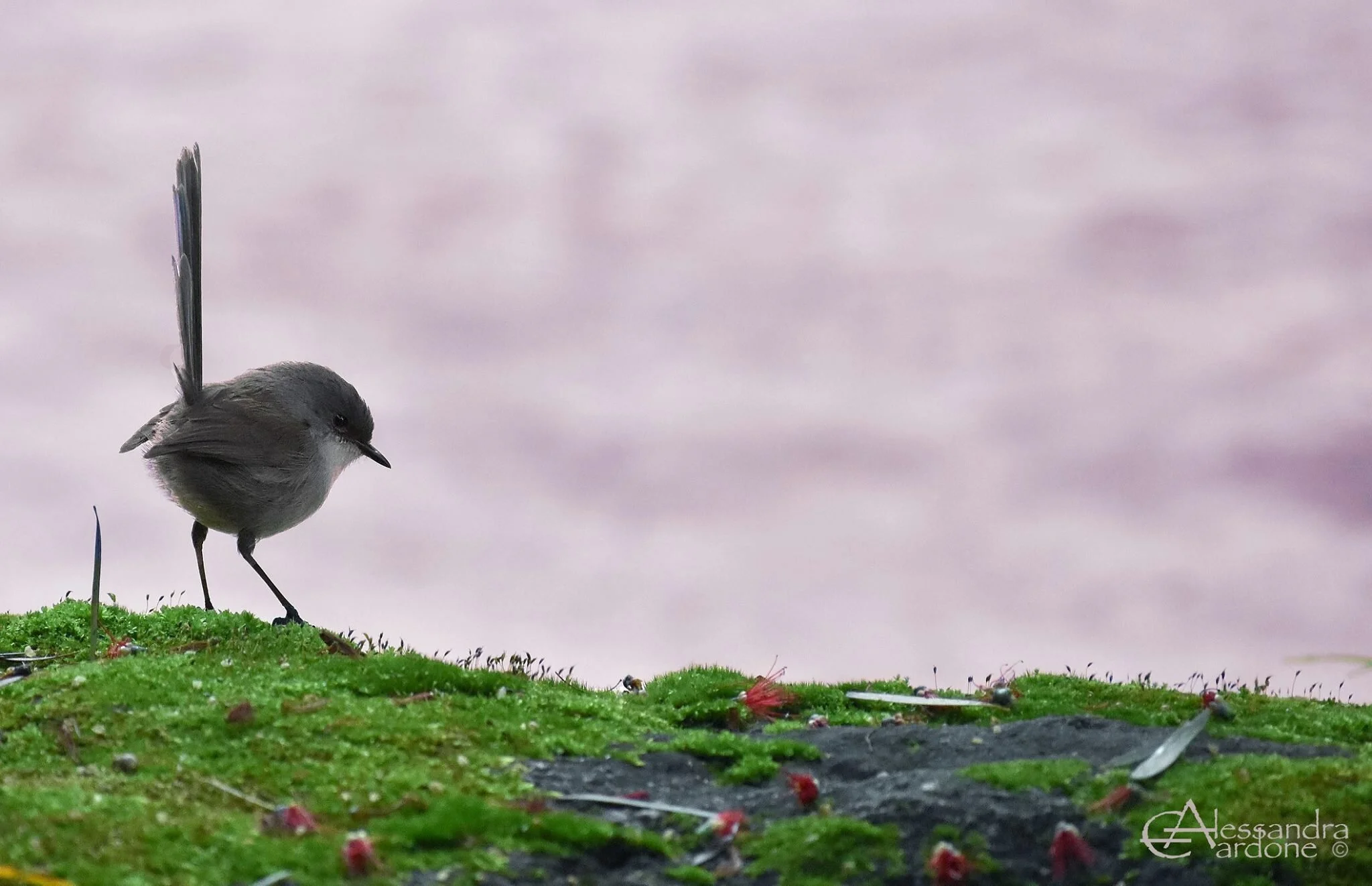 Lovely fairy-wren (female)
Location: Margareth River, Australia