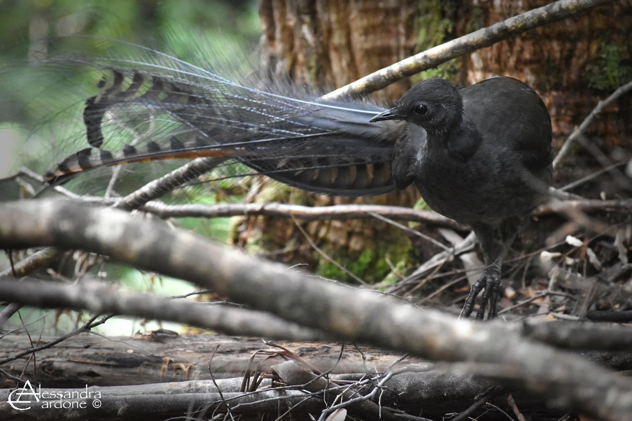 Lyrebird (male)
Location: Franklin, TAS, Australia