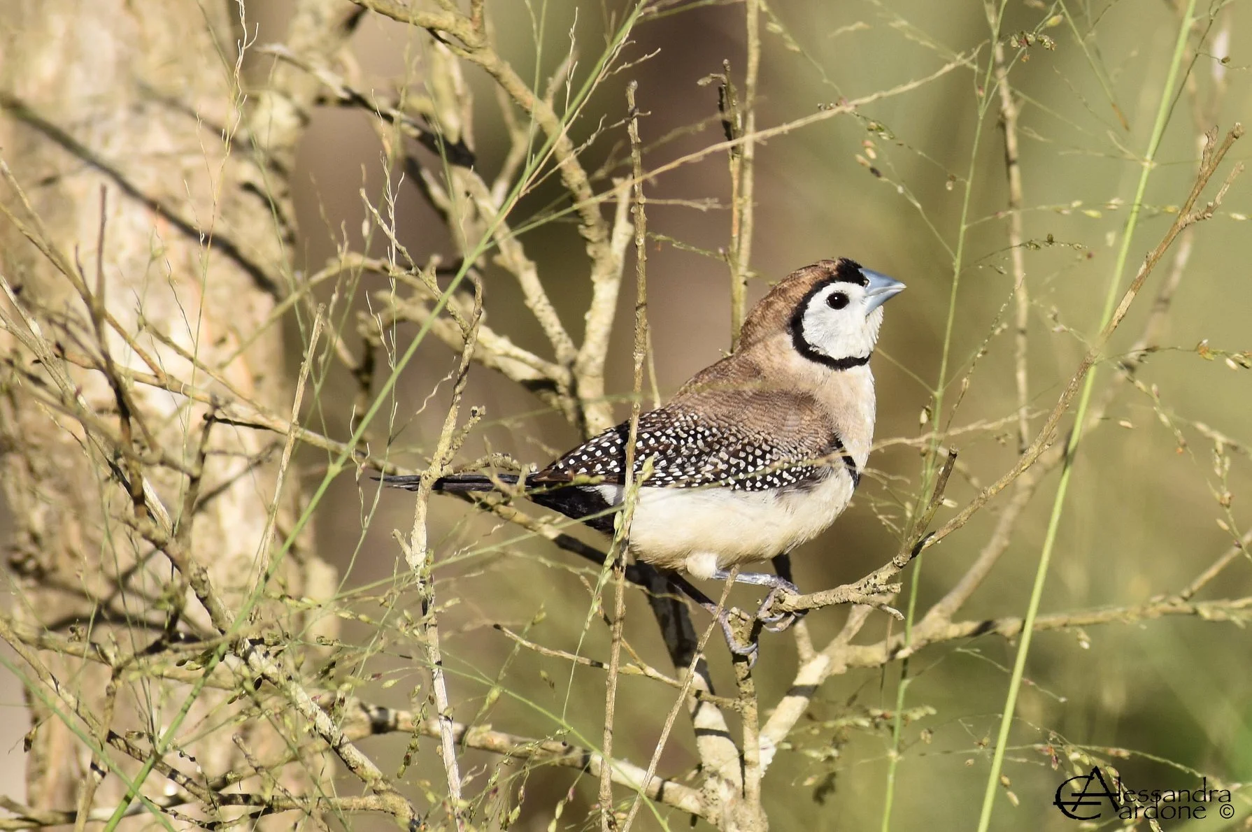 Double-barred finch
Location: Gympie, Australia