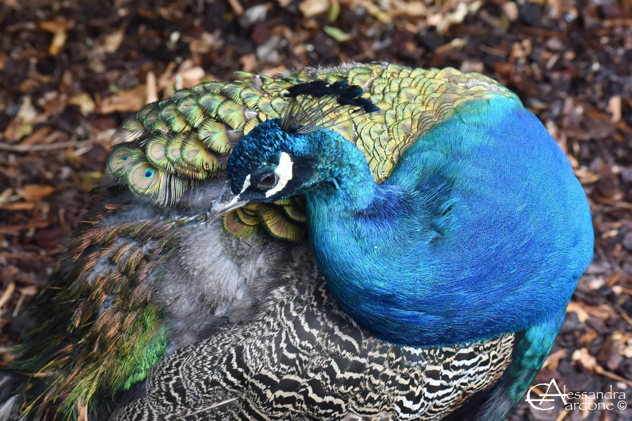 Peacock
Location: Tasmania, Australia