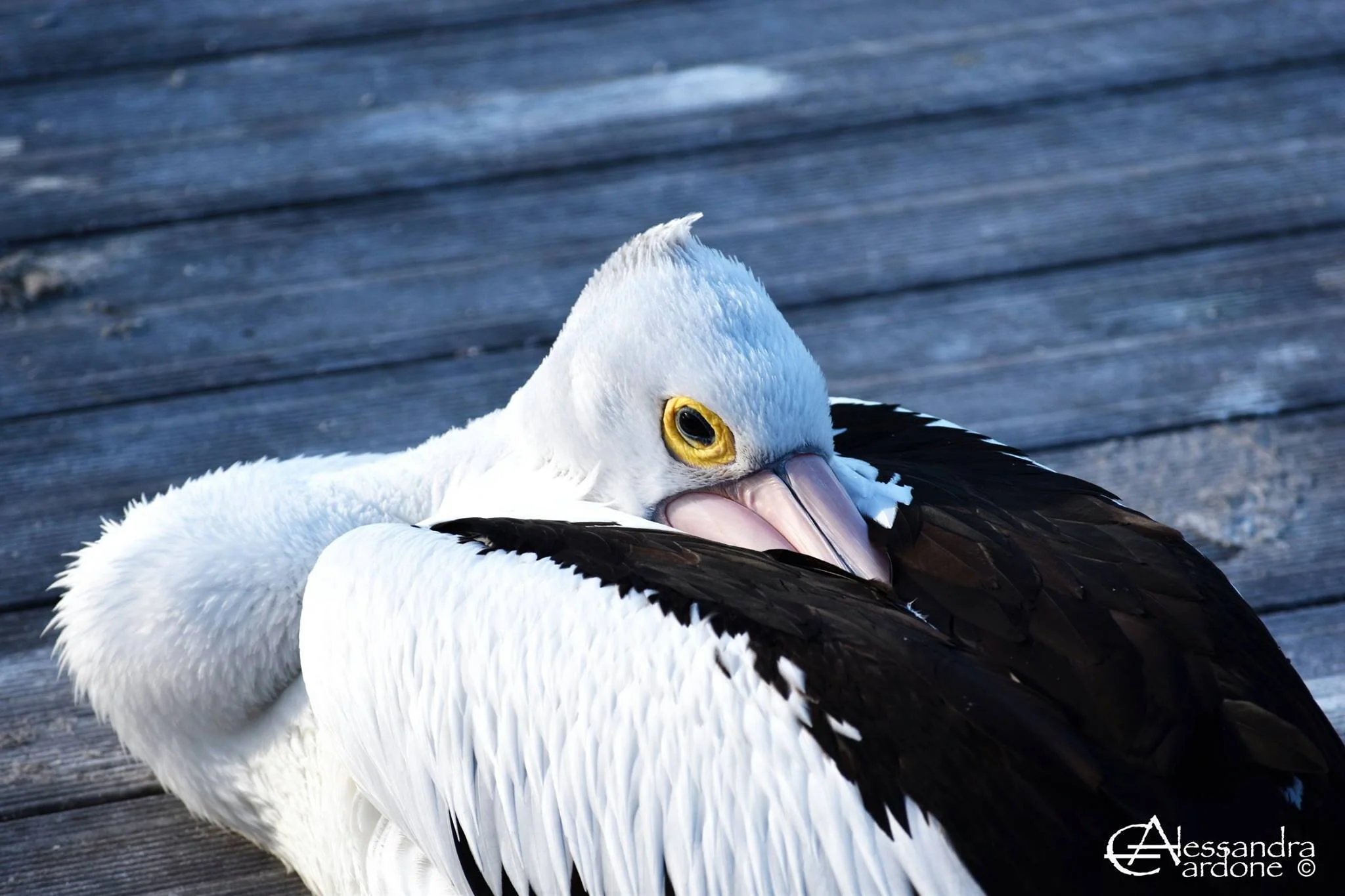 Pelican
Location: Eastern Coast, Australia