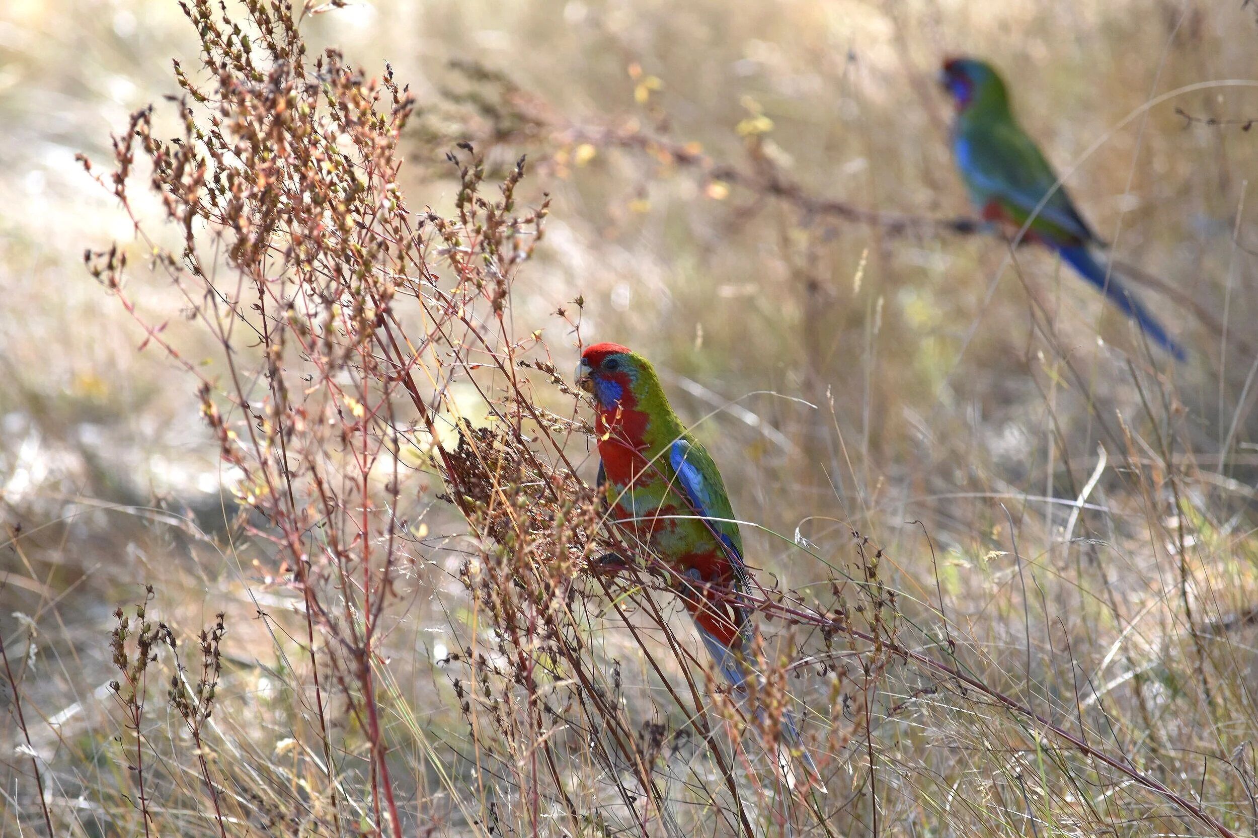 Crimson Rosella
Location: NSW, Australia