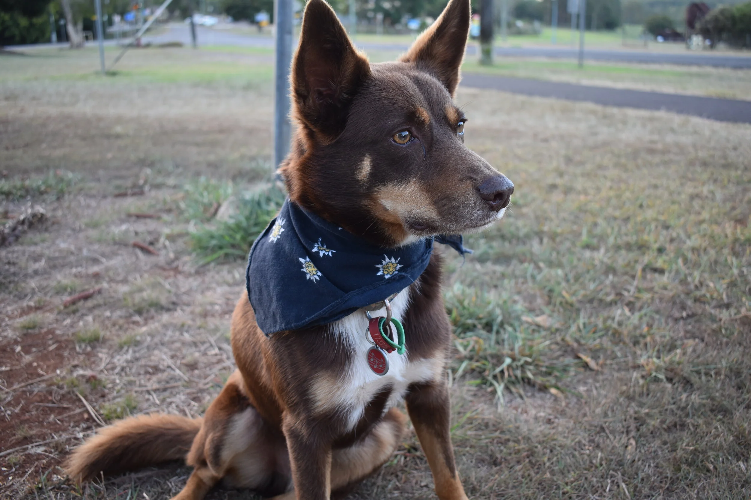 Smartest Aussie Shepperd
Cheefy