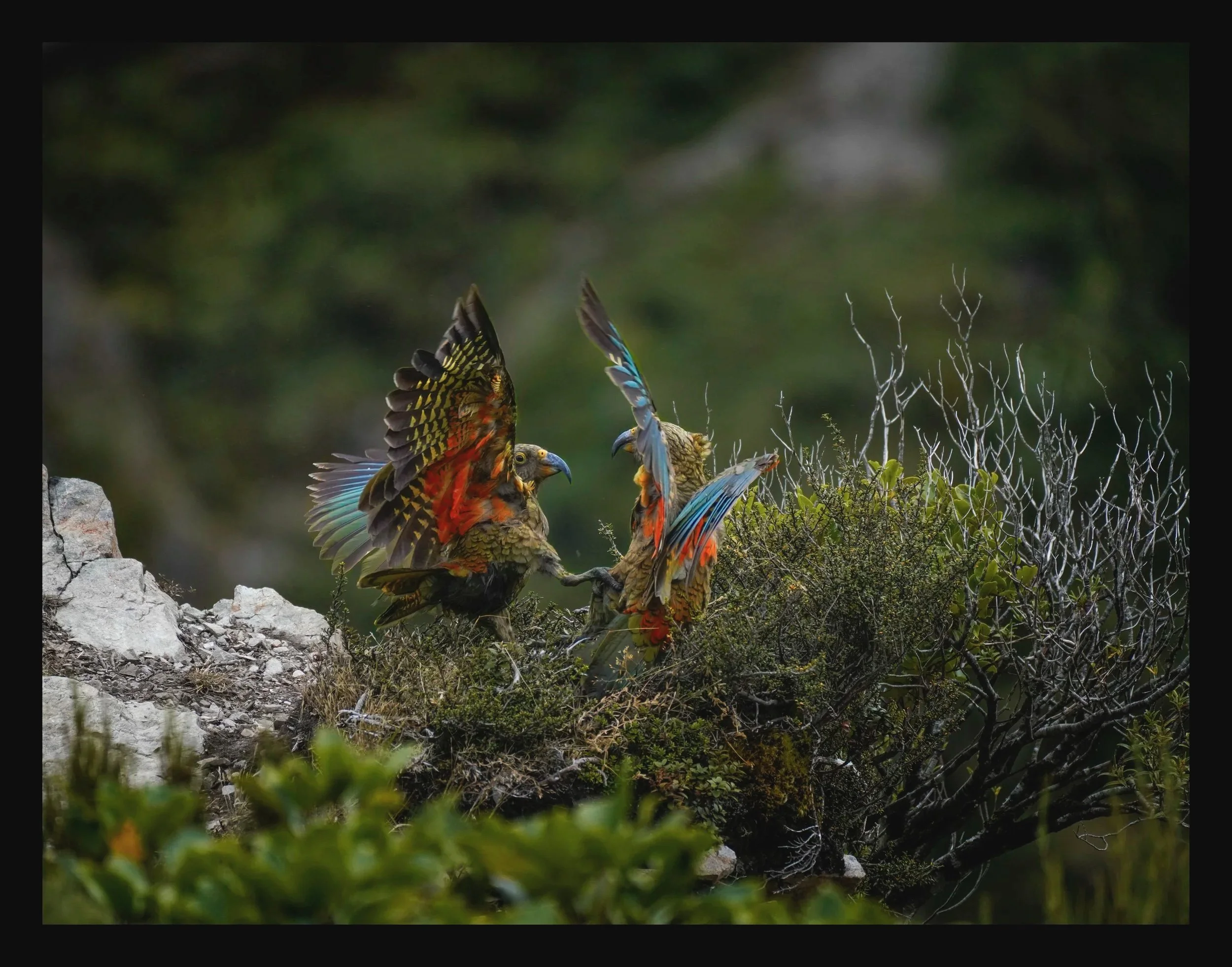 Kea's
Location: Arthur's Pass