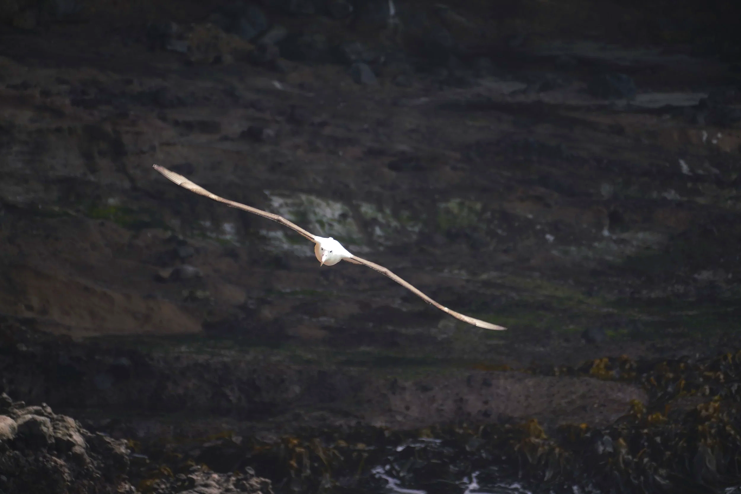 Royal Albatross
Location: Dunedin, New Zealand