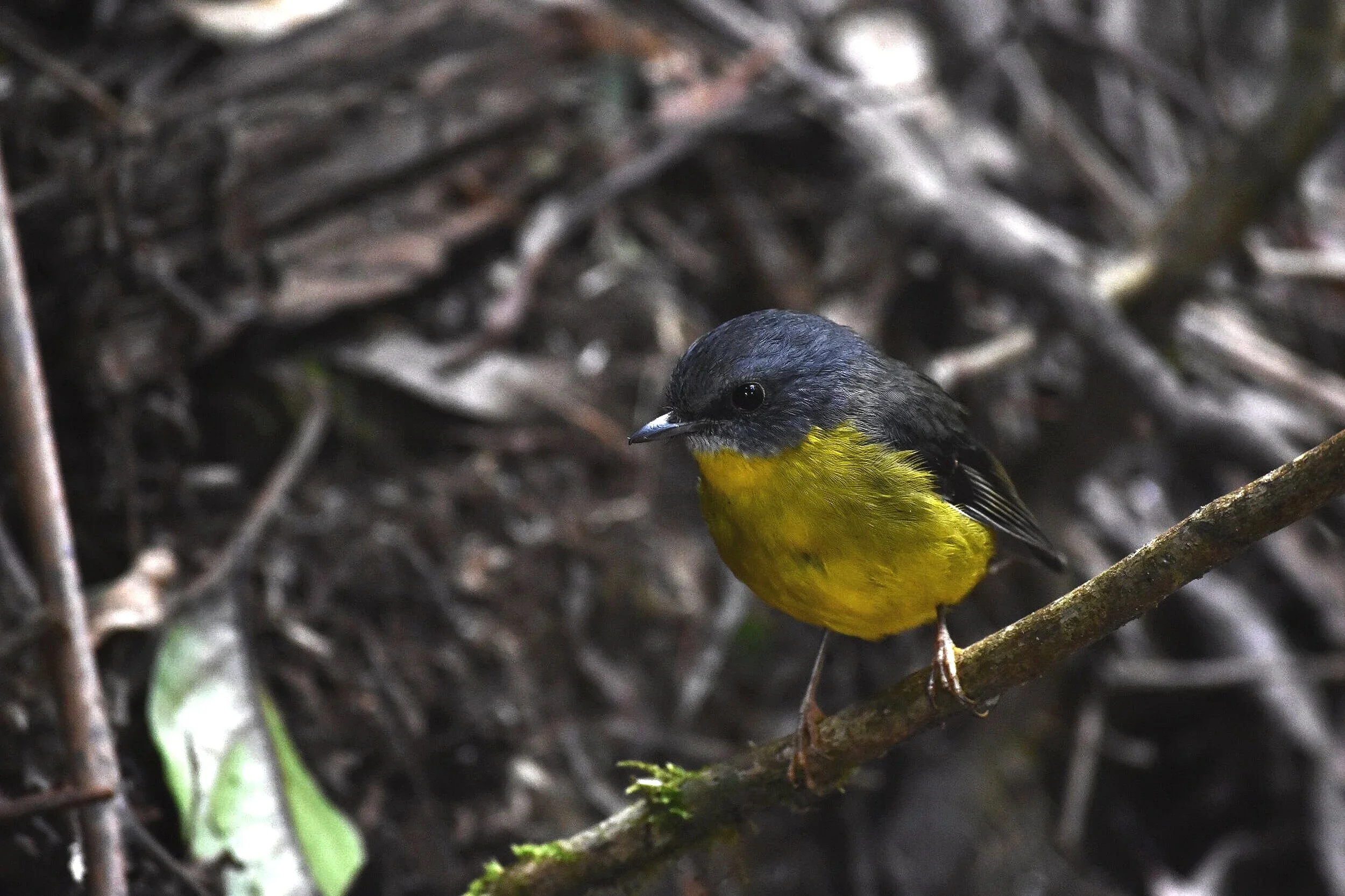 Eastern yellow robin
Location: Yengo National Park, Australia