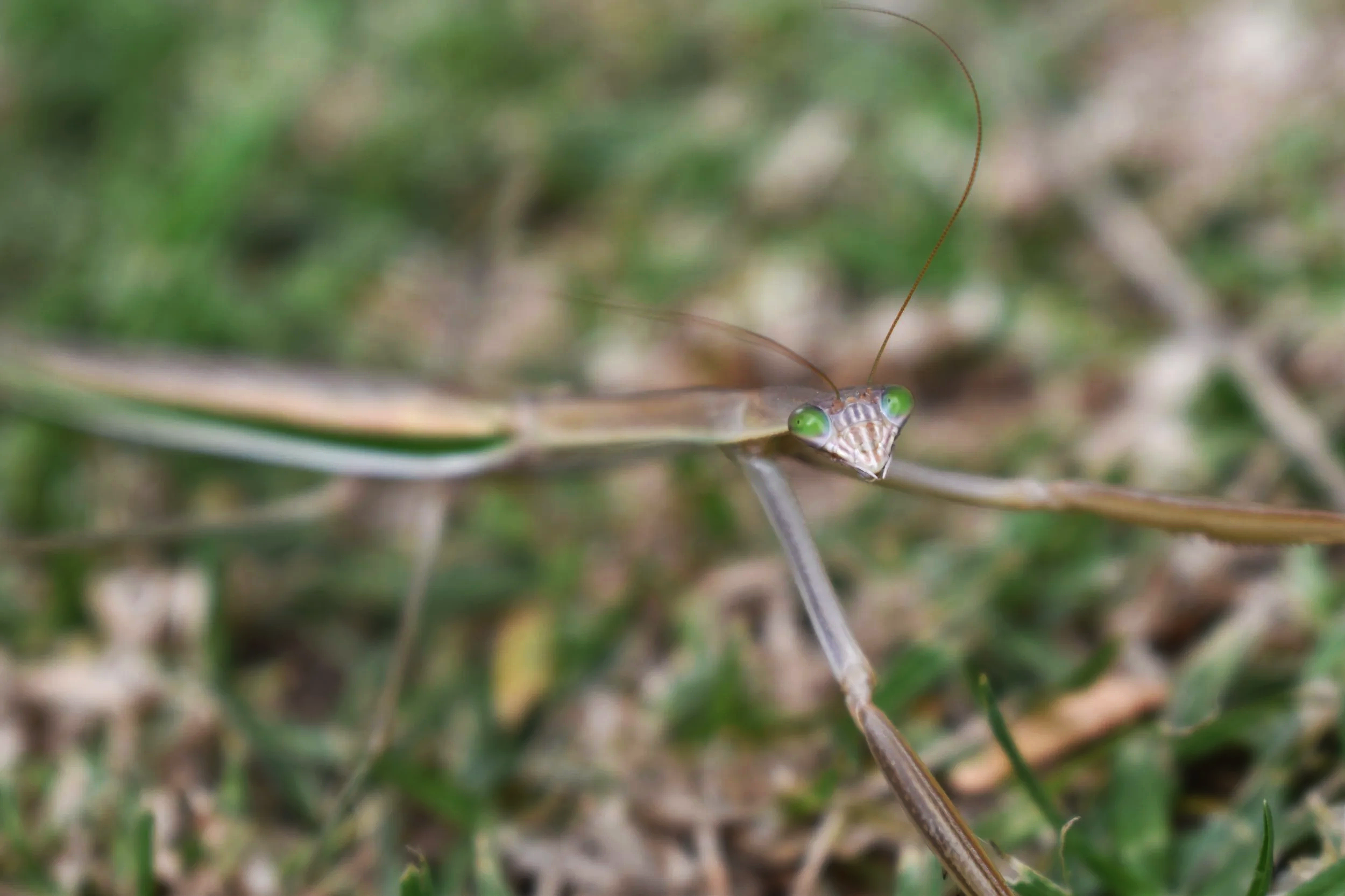 Praying Manta
Location: Victoria, Australia