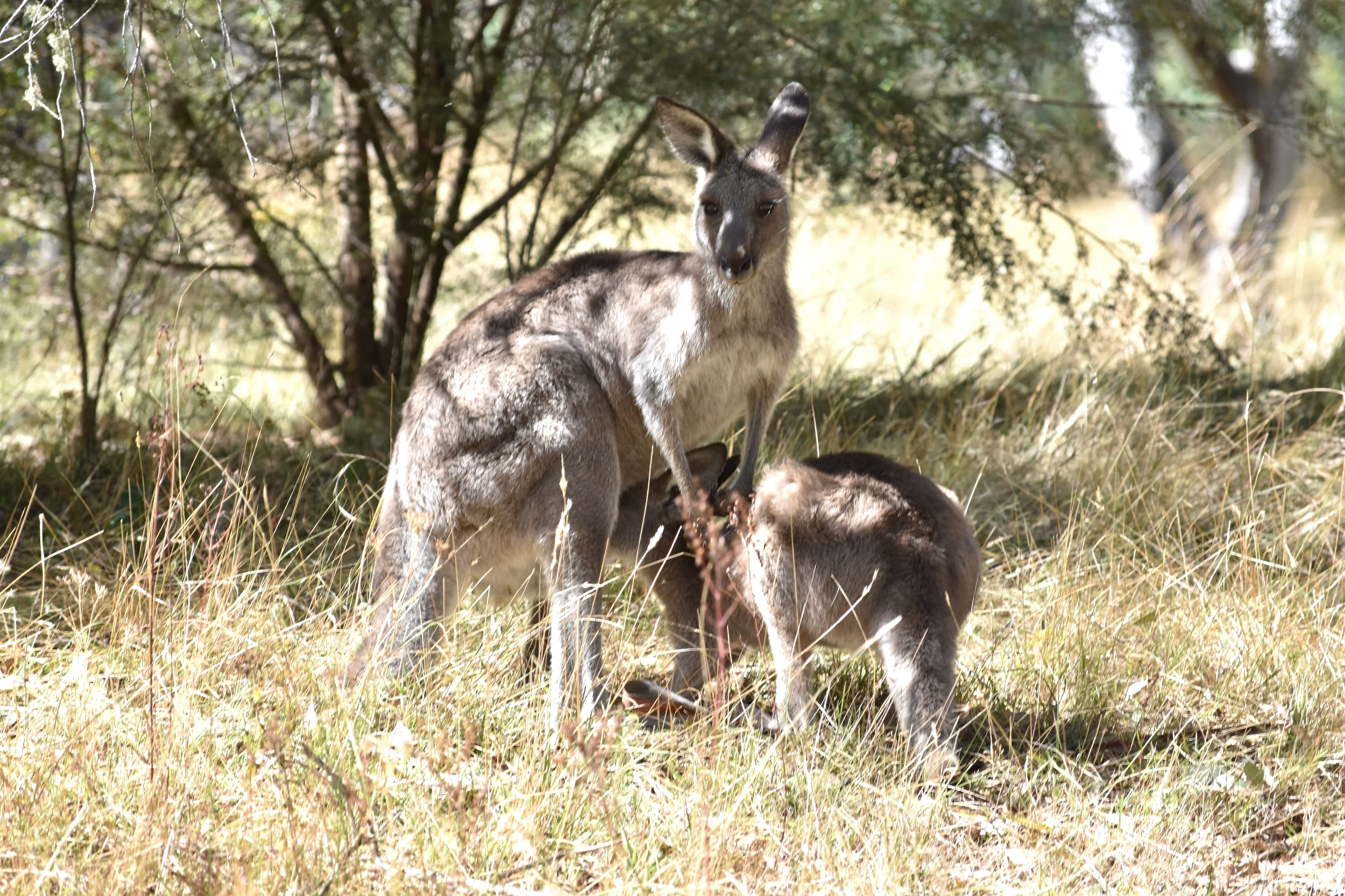 Kangaroos
Location: somewhere Australia