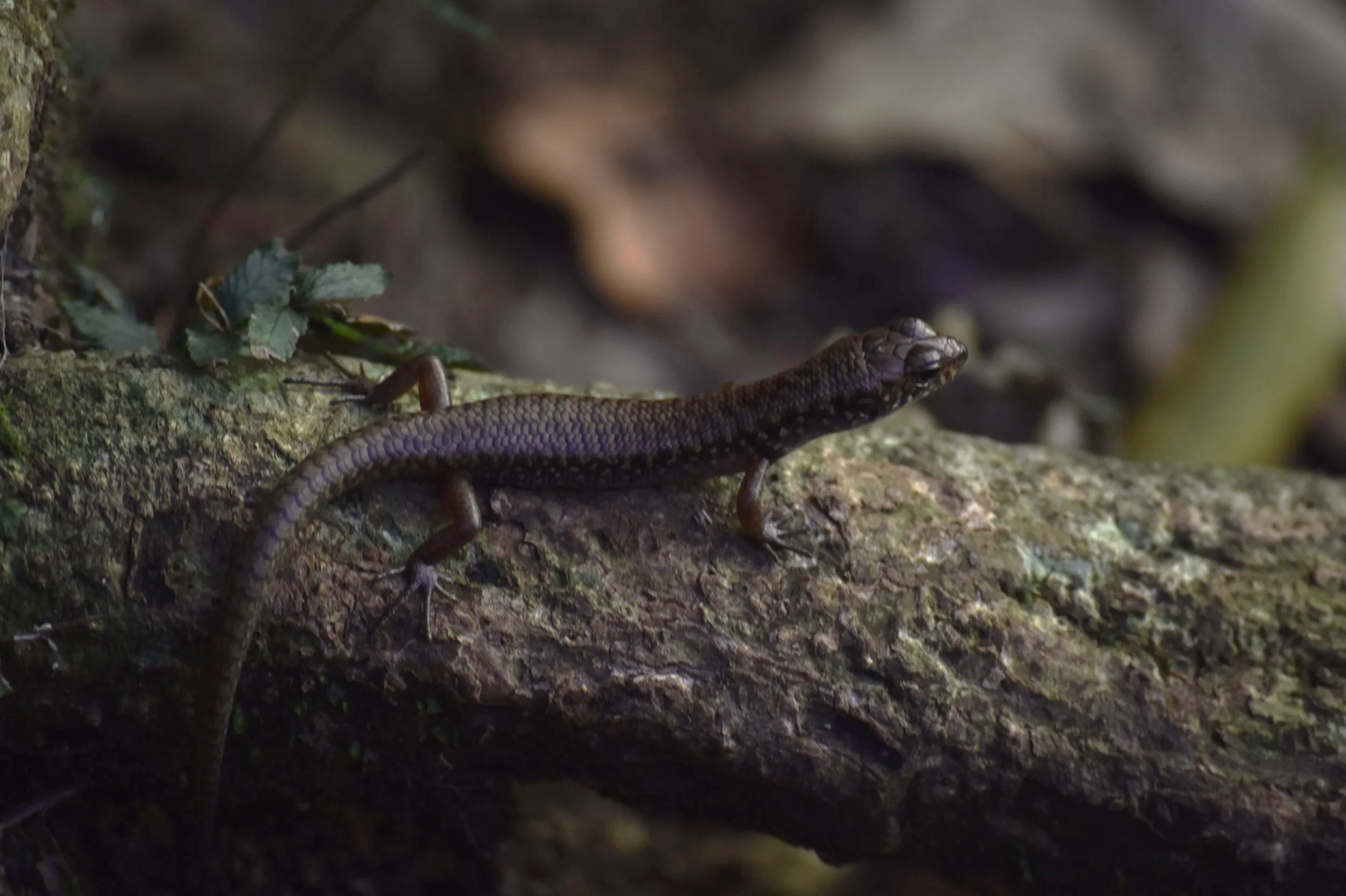 Little Lizard, NSW Australia