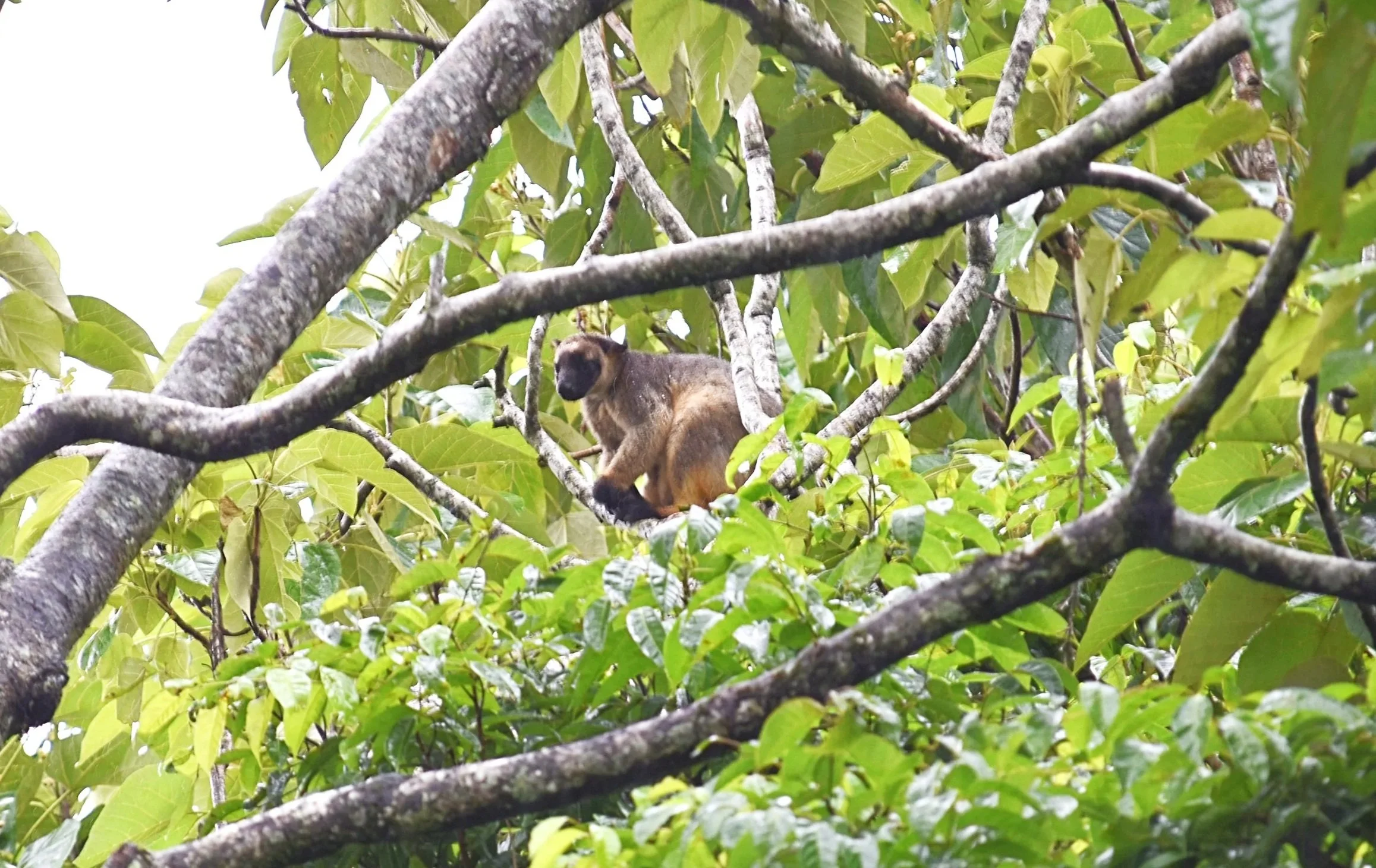 Tree Kankarooo
Location: Malanda, Australia