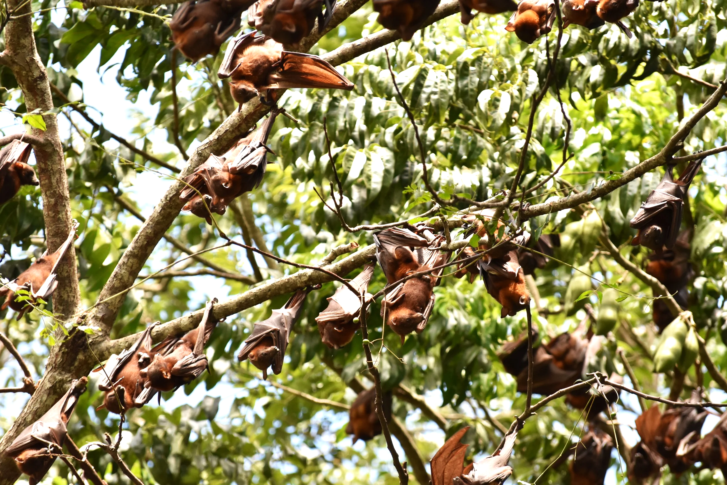 Flying Foxes
Location: Atherton, Australia