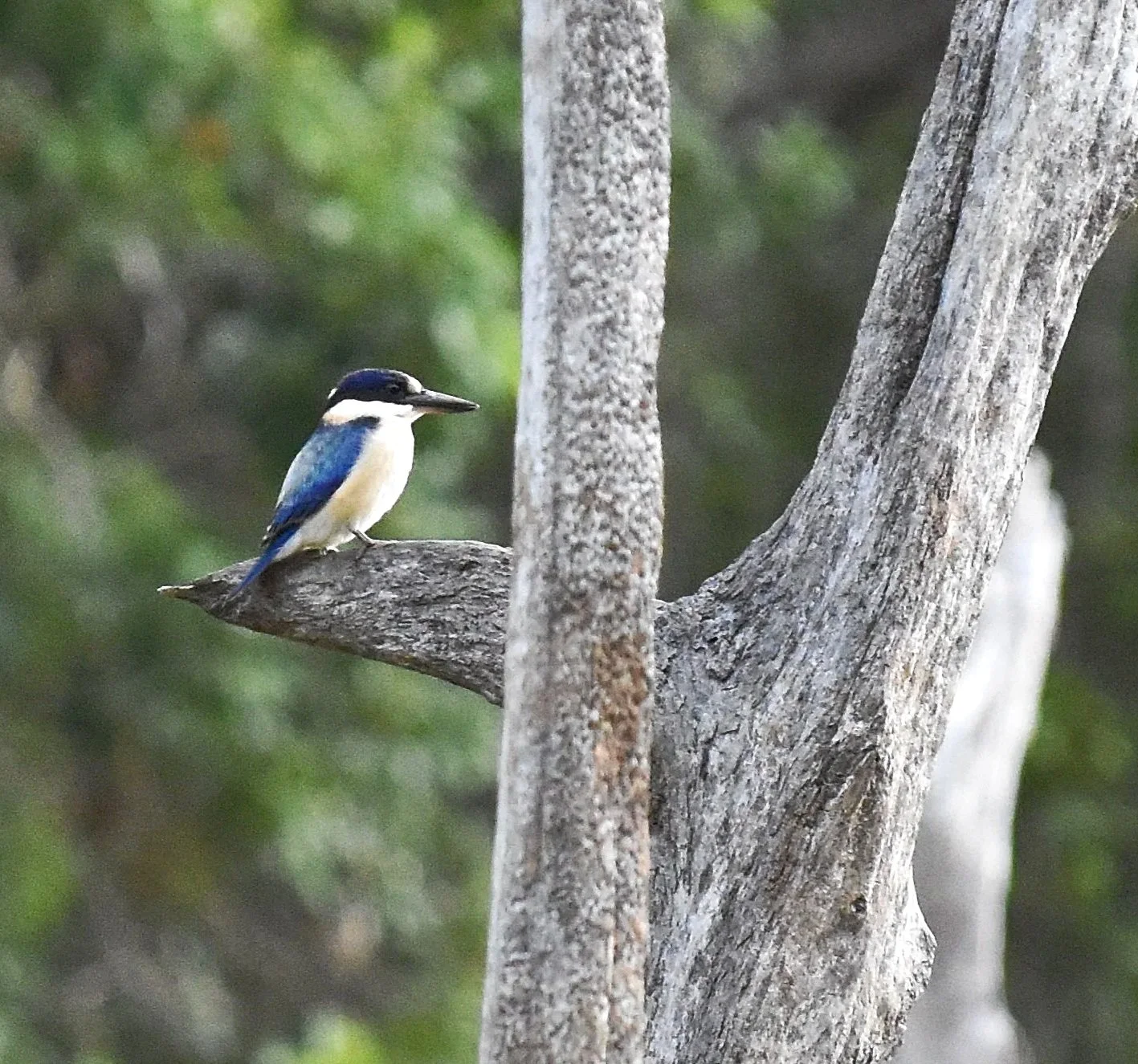 Forest Kingfisher
Location: Lake Tinaroo, Australia