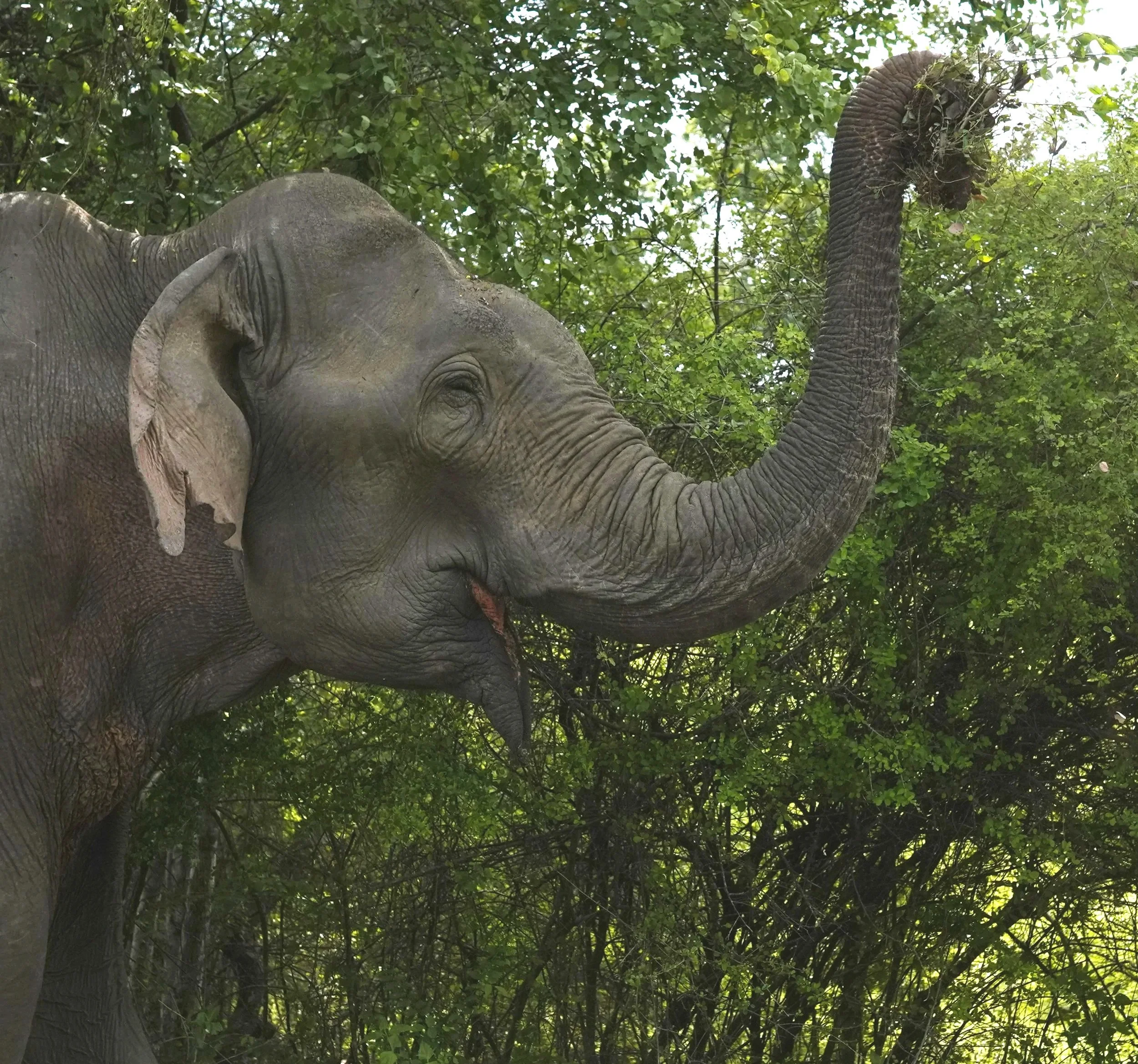 Elephant+portrait+2+-+trunk+up.jpg