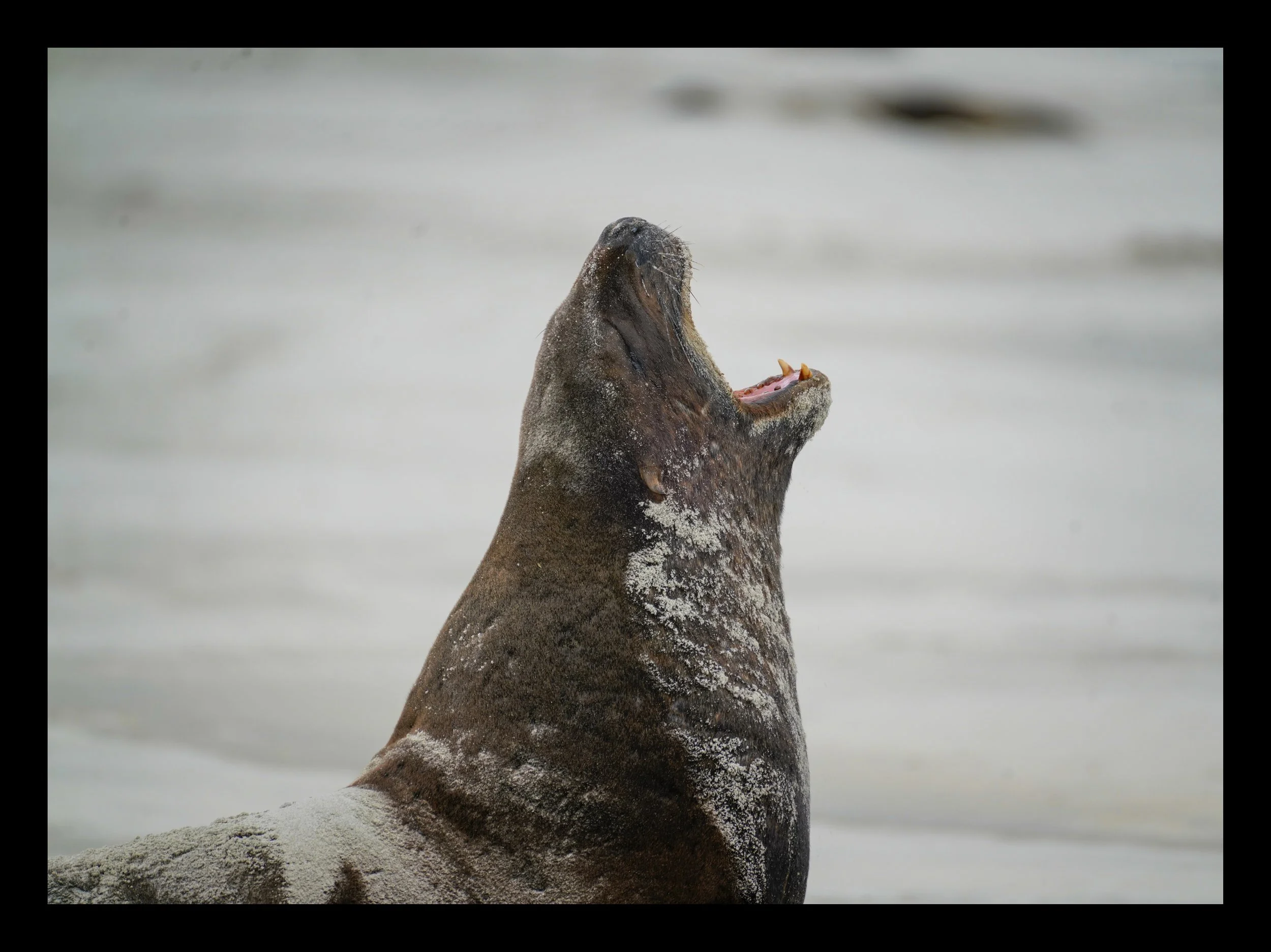 Fur Seal
Location: Dunedin, New Zealand