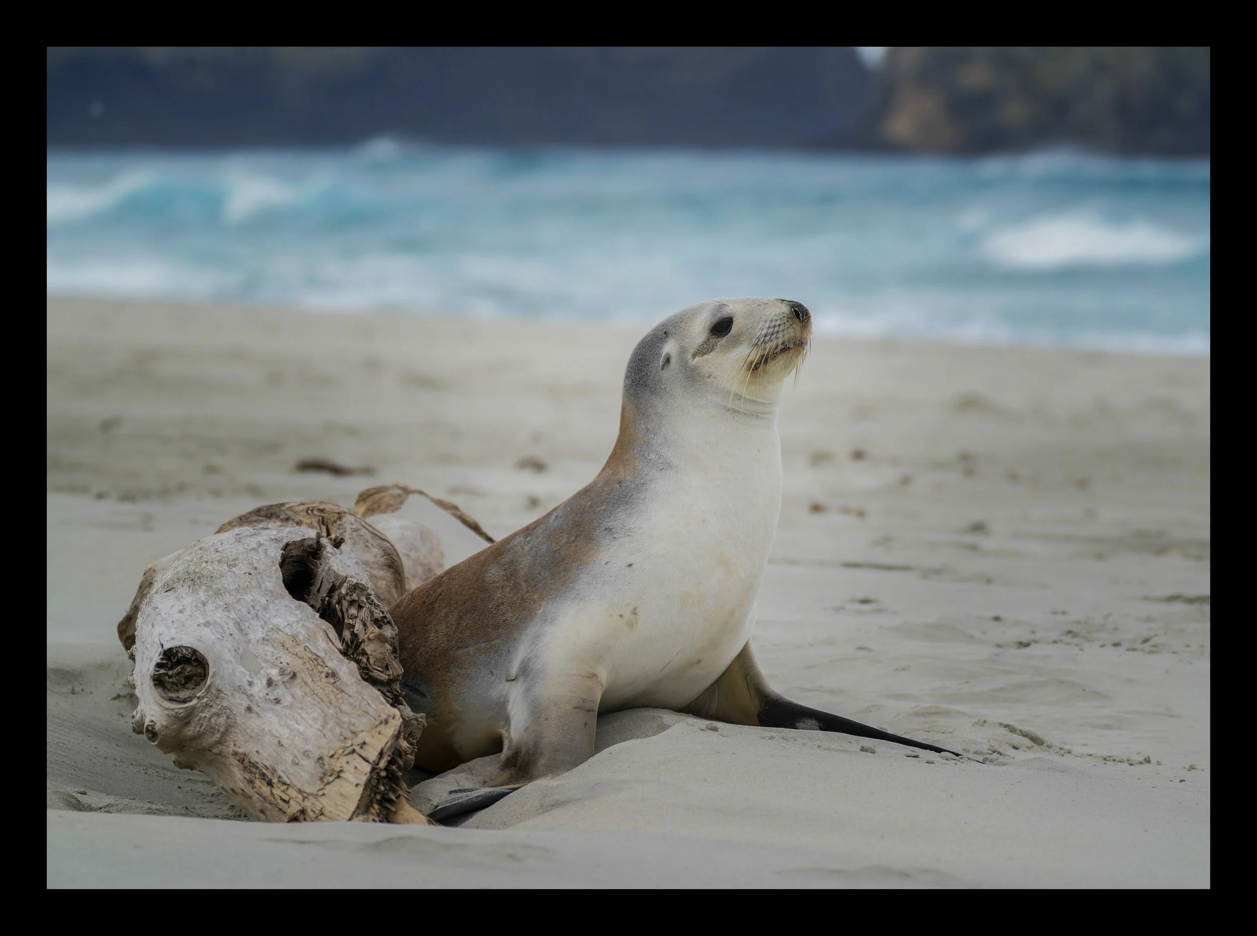 Sea Lion (juvenile)
Location: Dunedin, New Zealand