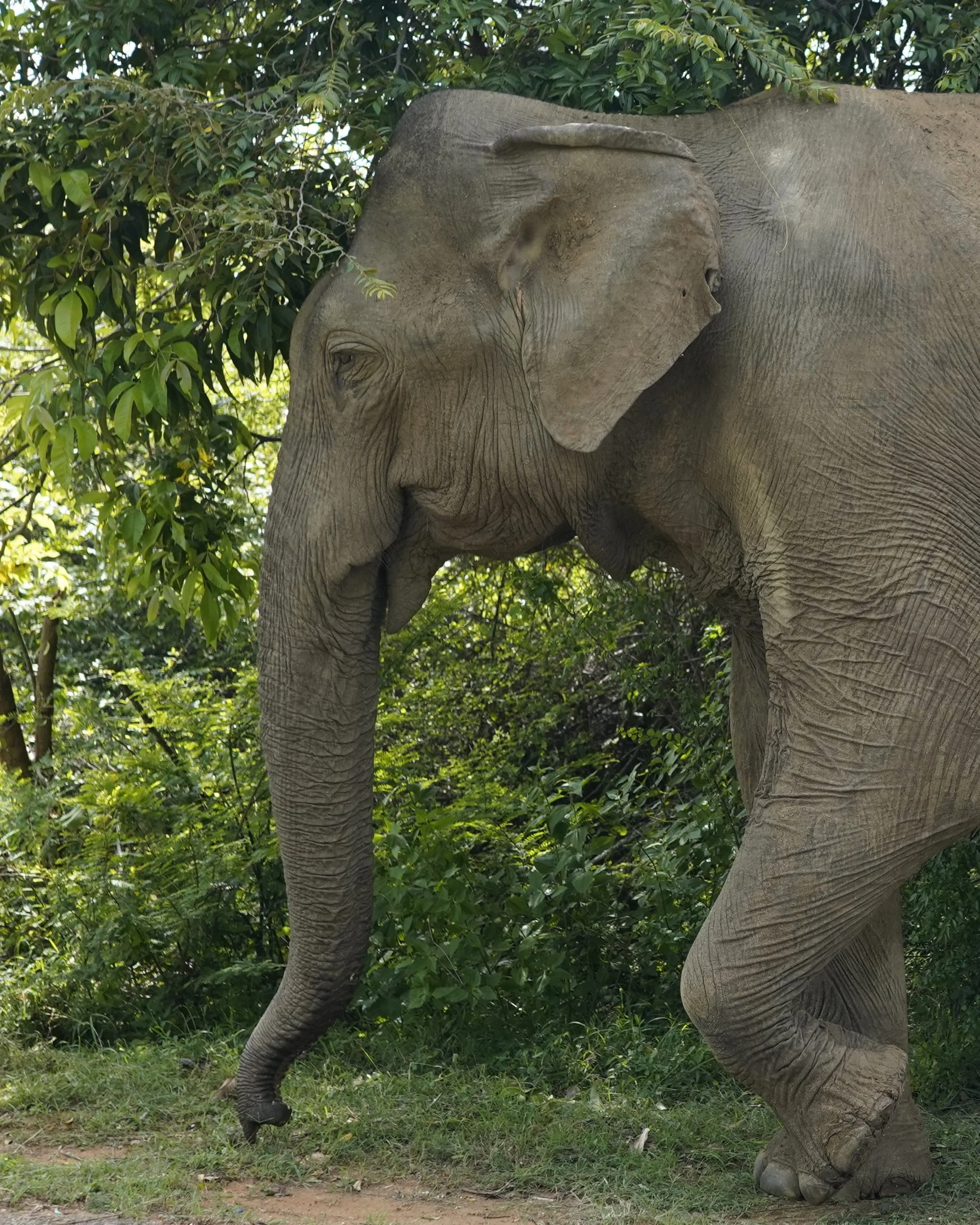 Elephant portrait 1 - walking.jpg