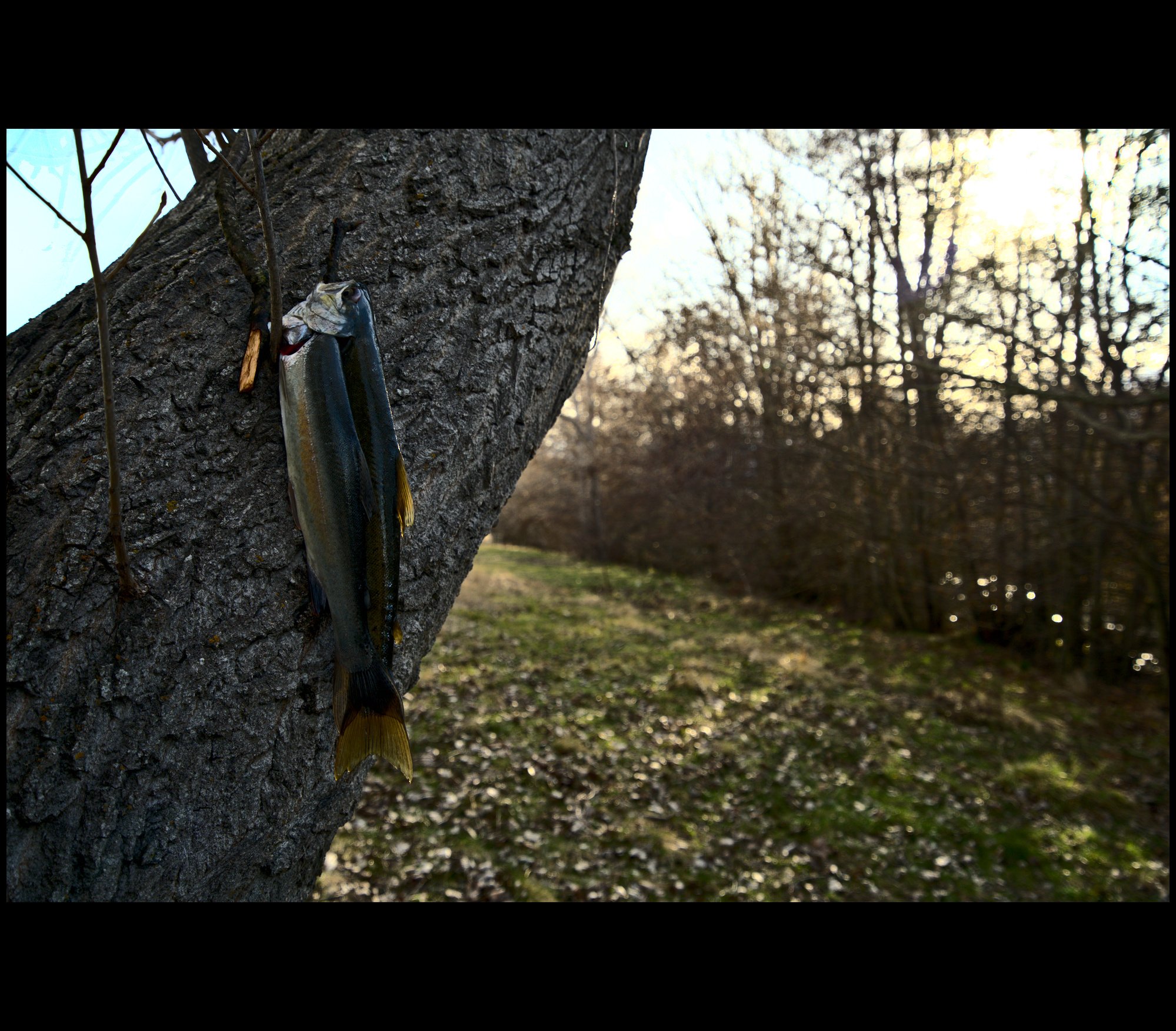 Rainbow Trout
Location: Lake Poaka