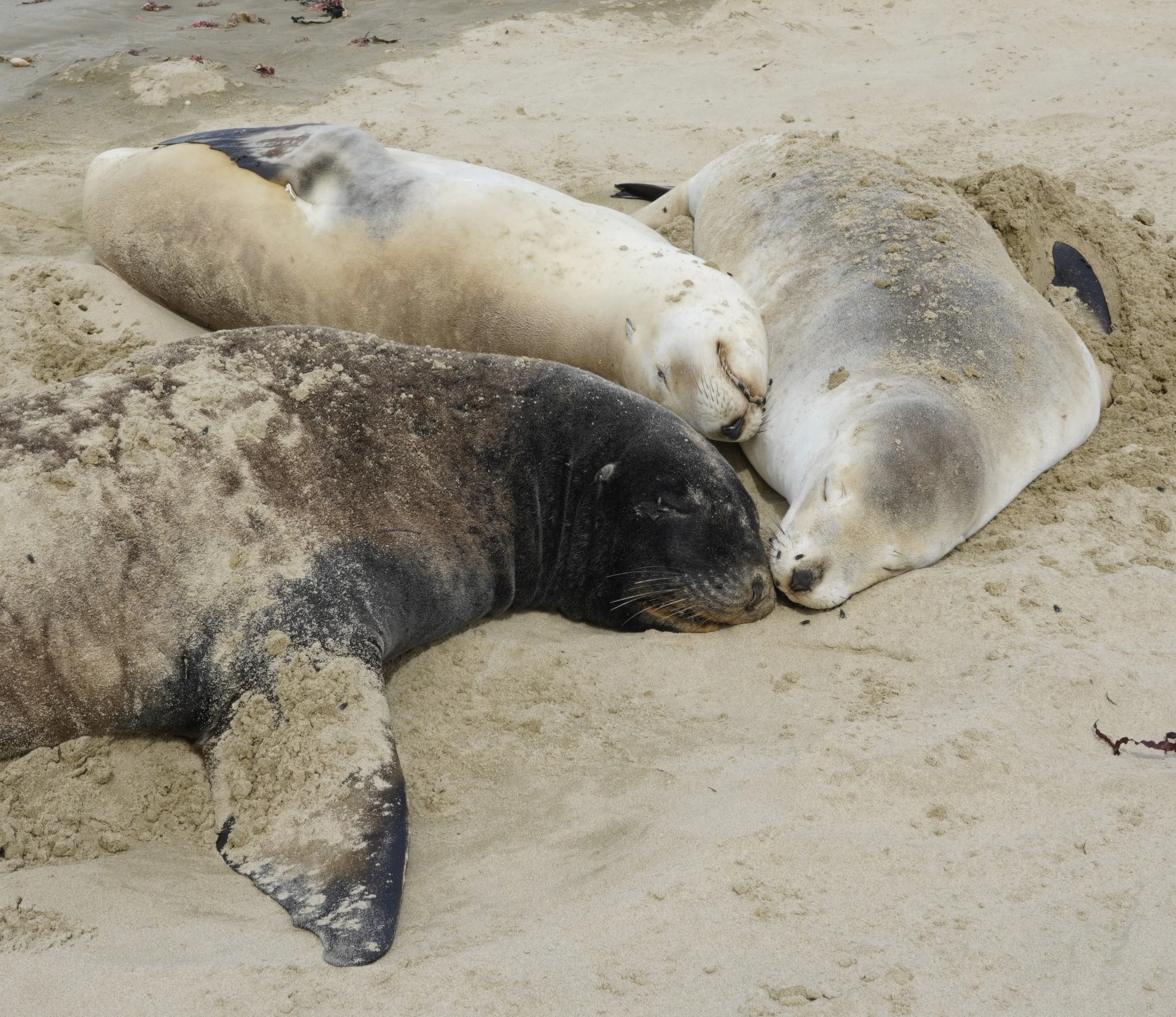 Fur Seal & Sea Lions Cuddled up
Location: Dunedin, New Zealand