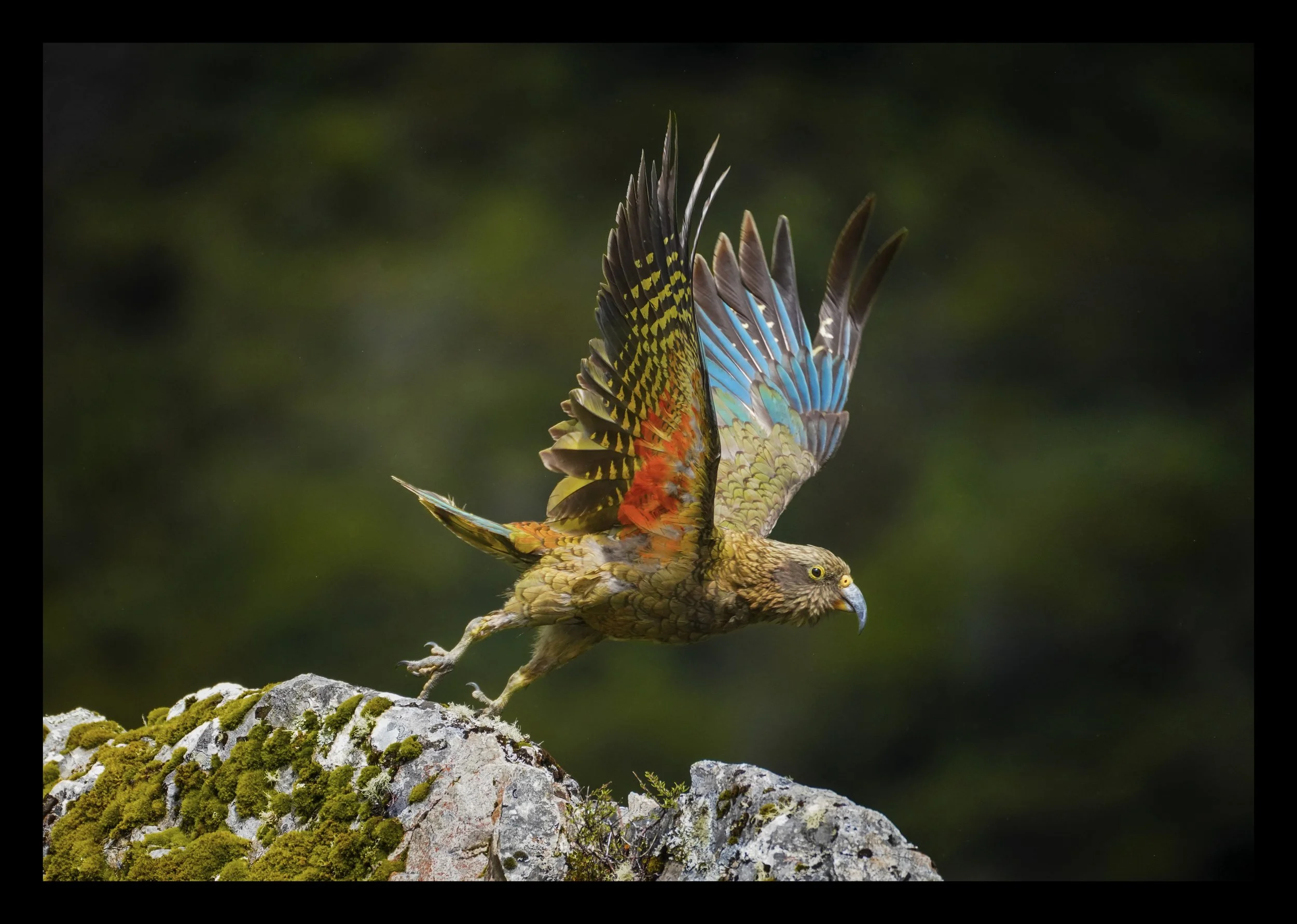 Kea
Location: Arthur's Pass, New Zealand